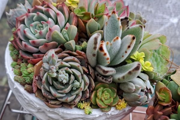 多肉植物 寄せ植えのやり方、管理の仕方を教えます｜Pale Green