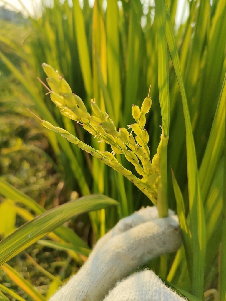 稲からできたガラス「Oryza Glass（オリザガラス）」のはじまり【東京