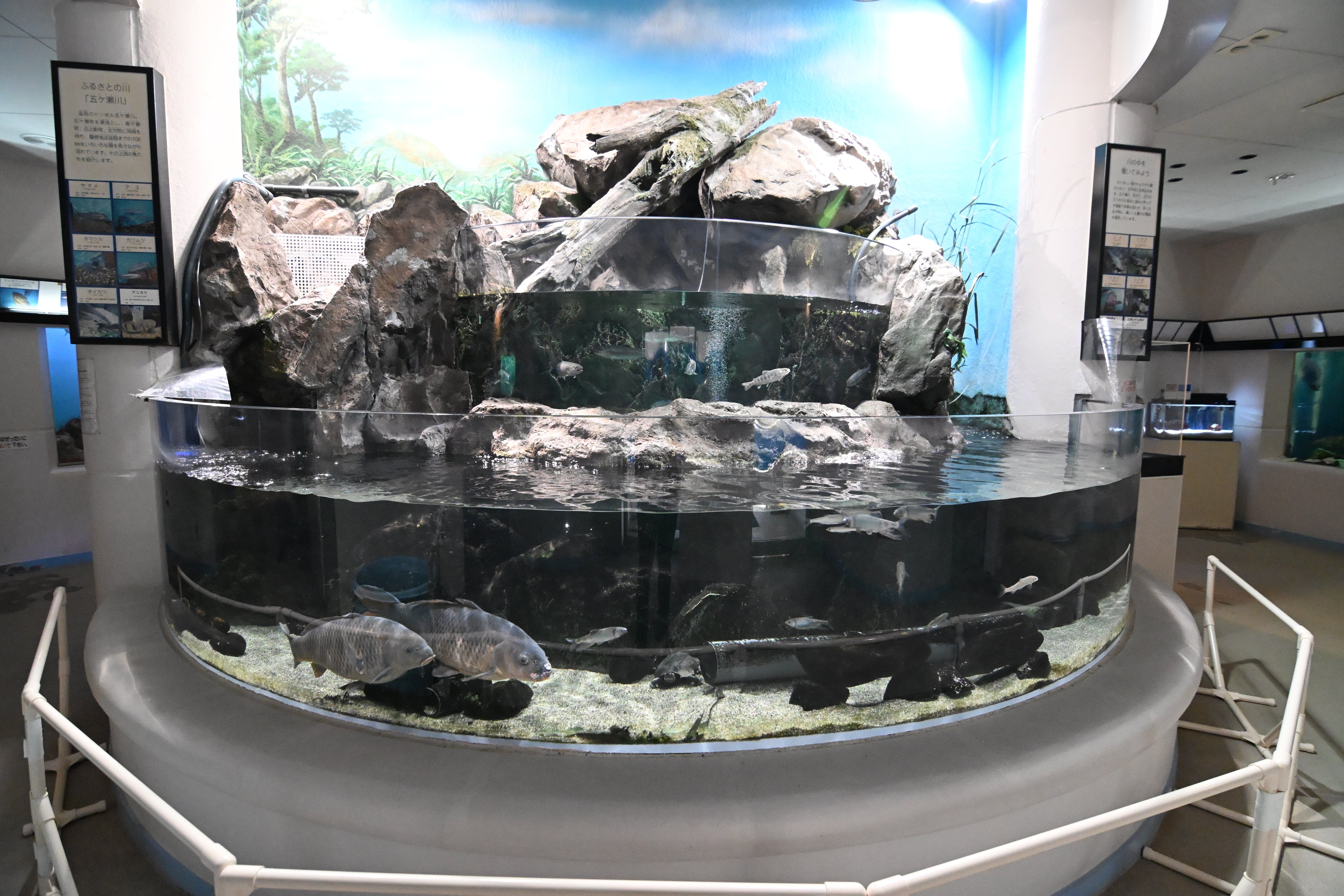 20251229_すみえファミリー水族館【Nikon Z50IIと水族館】｜山ネズミ