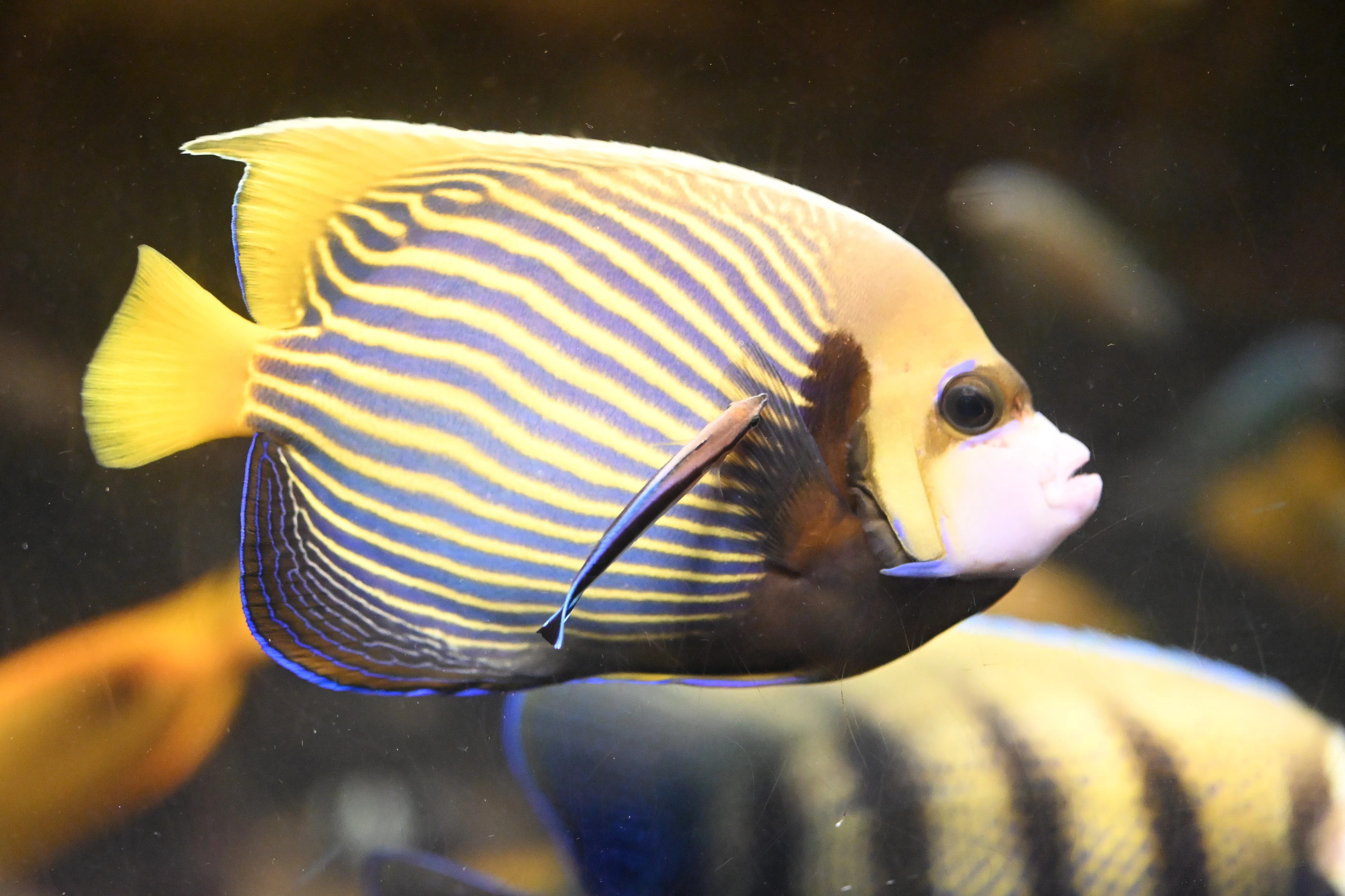 20251229_すみえファミリー水族館【Nikon Z50IIと水族館】｜山ネズミ