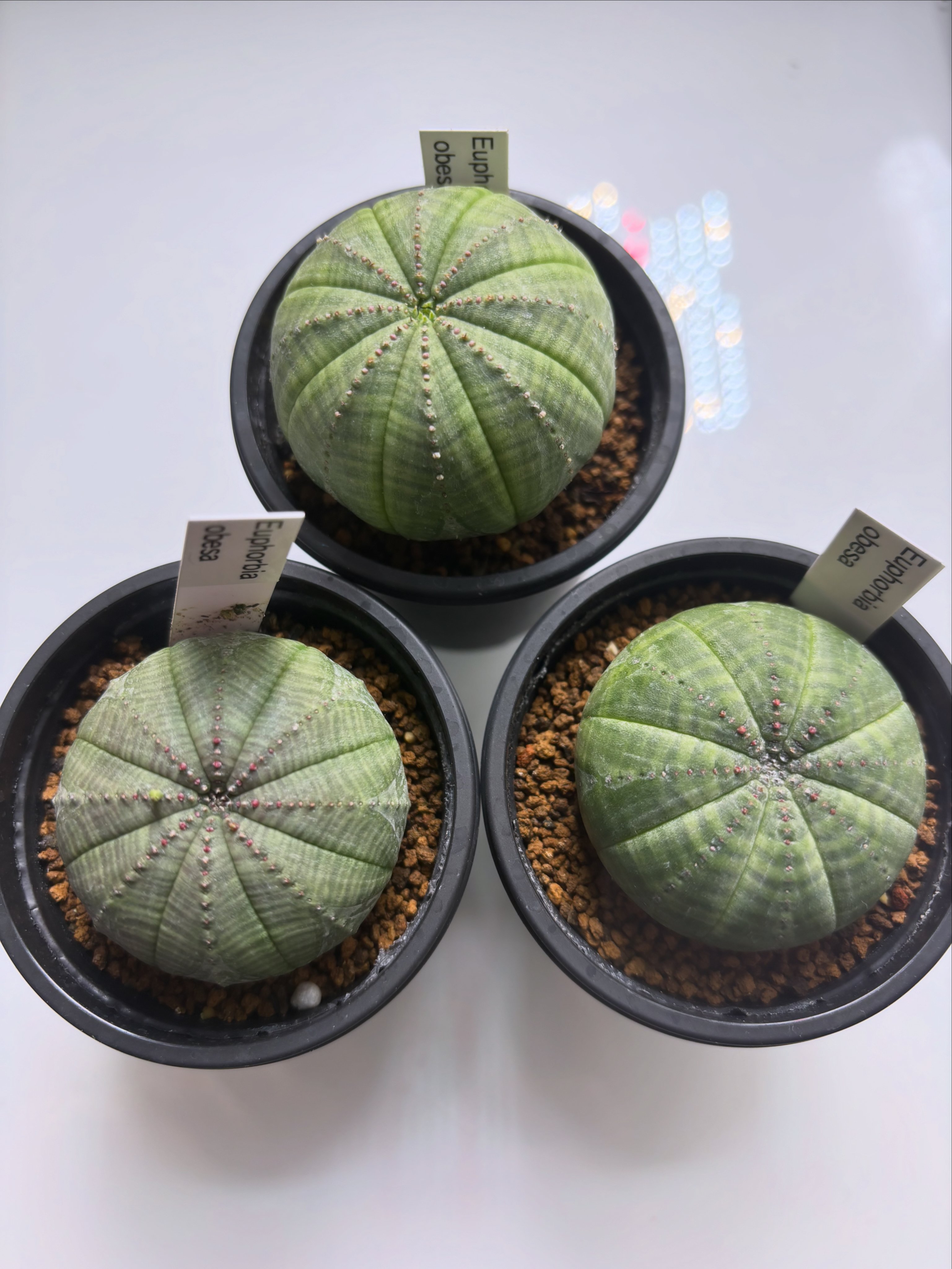 オベサ 綴化 良型良株レア 約6cm 記録]オベサ67の成長記録（ウルトラ扁平さん）｜園芸バタフライ