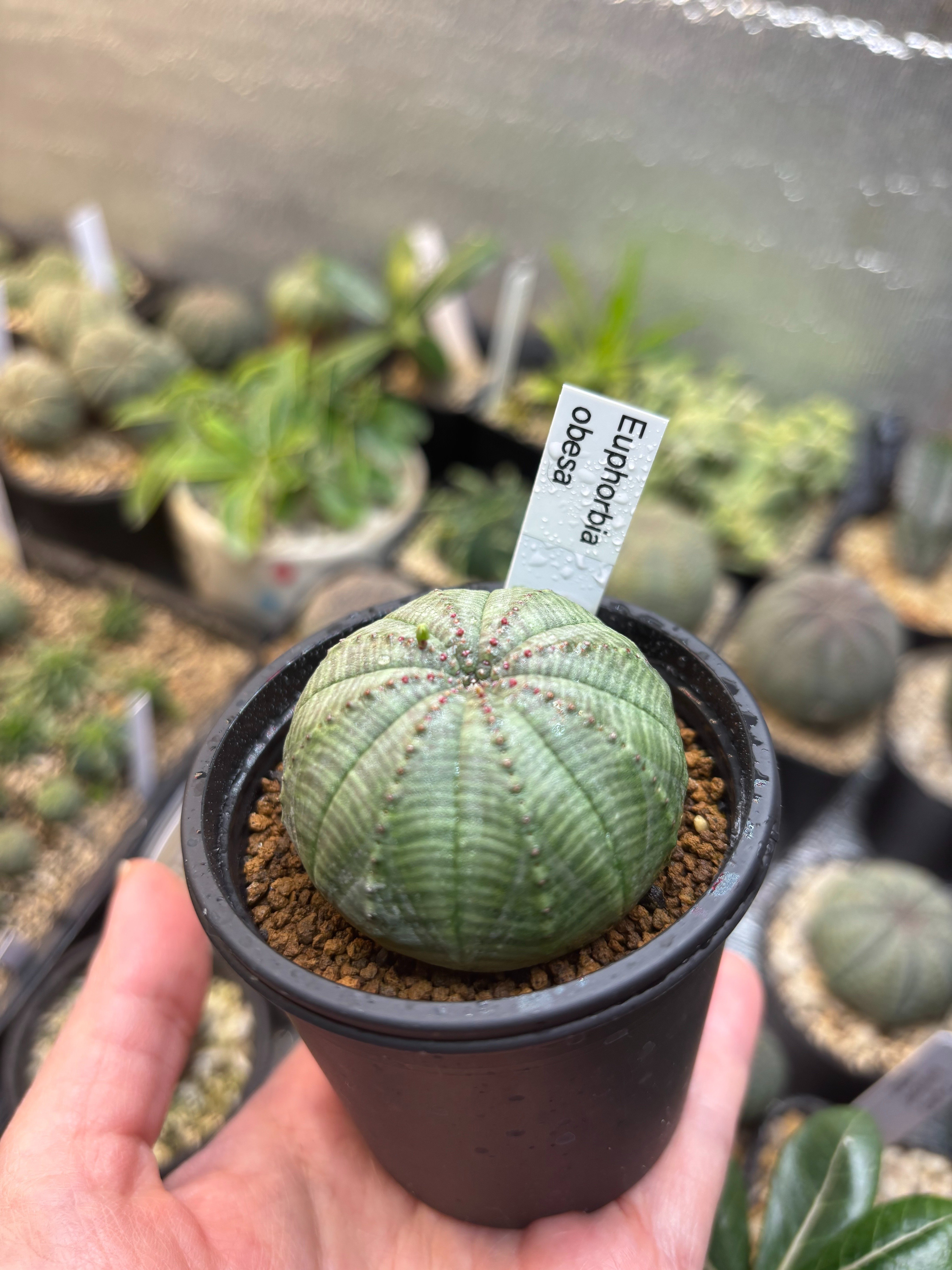 記録]オベサ68の成長記録（細縞々さん）｜園芸バタフライ