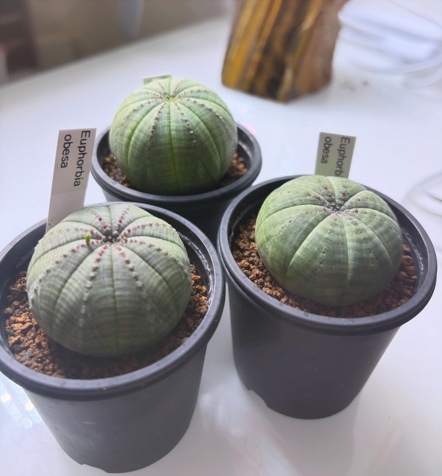 記録]オベサ68の成長記録（細縞々さん）｜園芸バタフライ