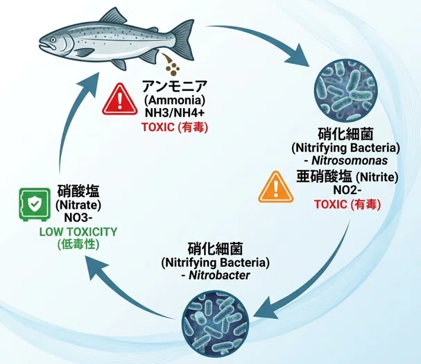 淡水魚　水産増養殖システム 国内初、立地条件を選ばないサツキマスの陸上養殖の達成！ | テック