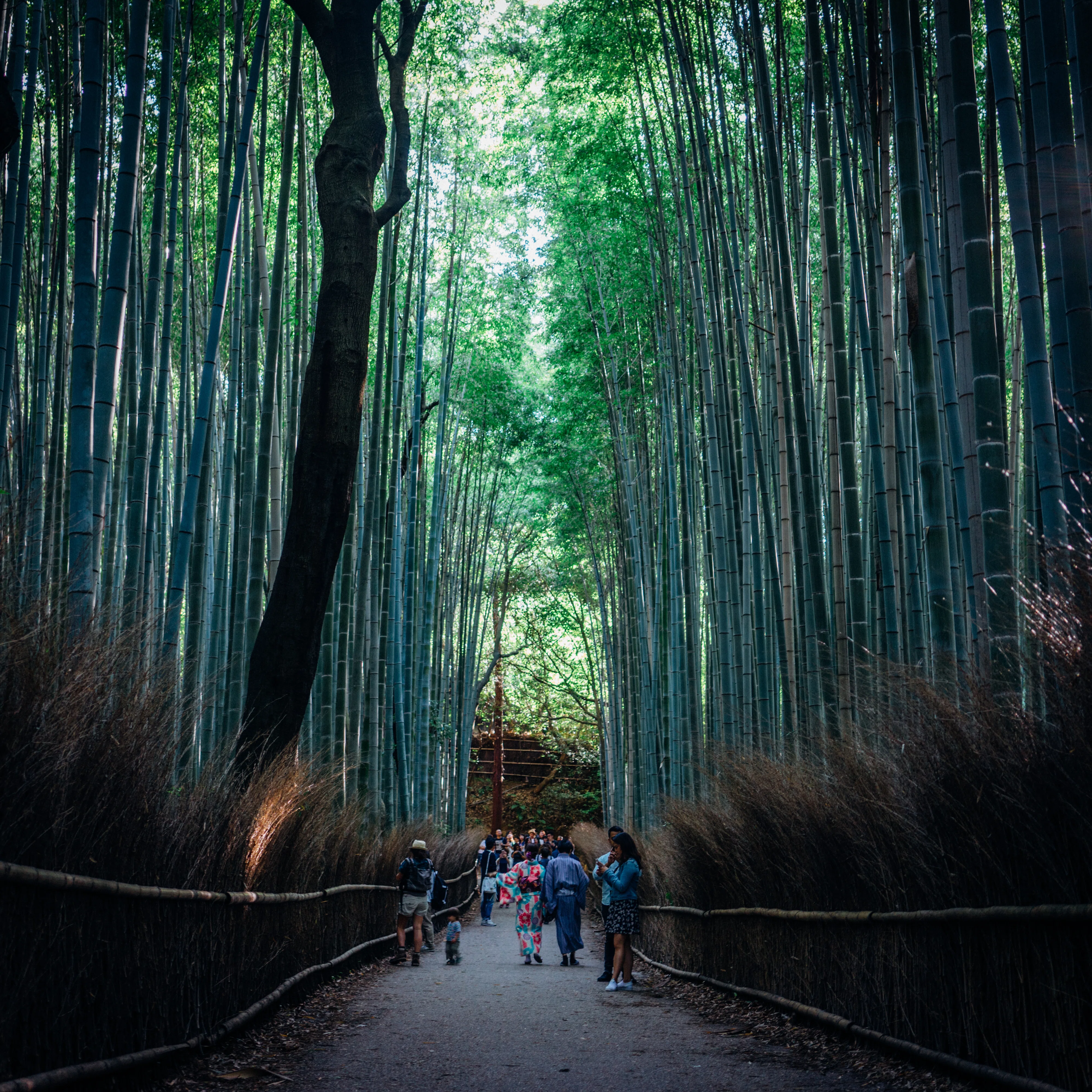 夏の嵐山 ── 渡月橋と嵯峨野の竹林で新緑に包まれる（京都）｜Sakak