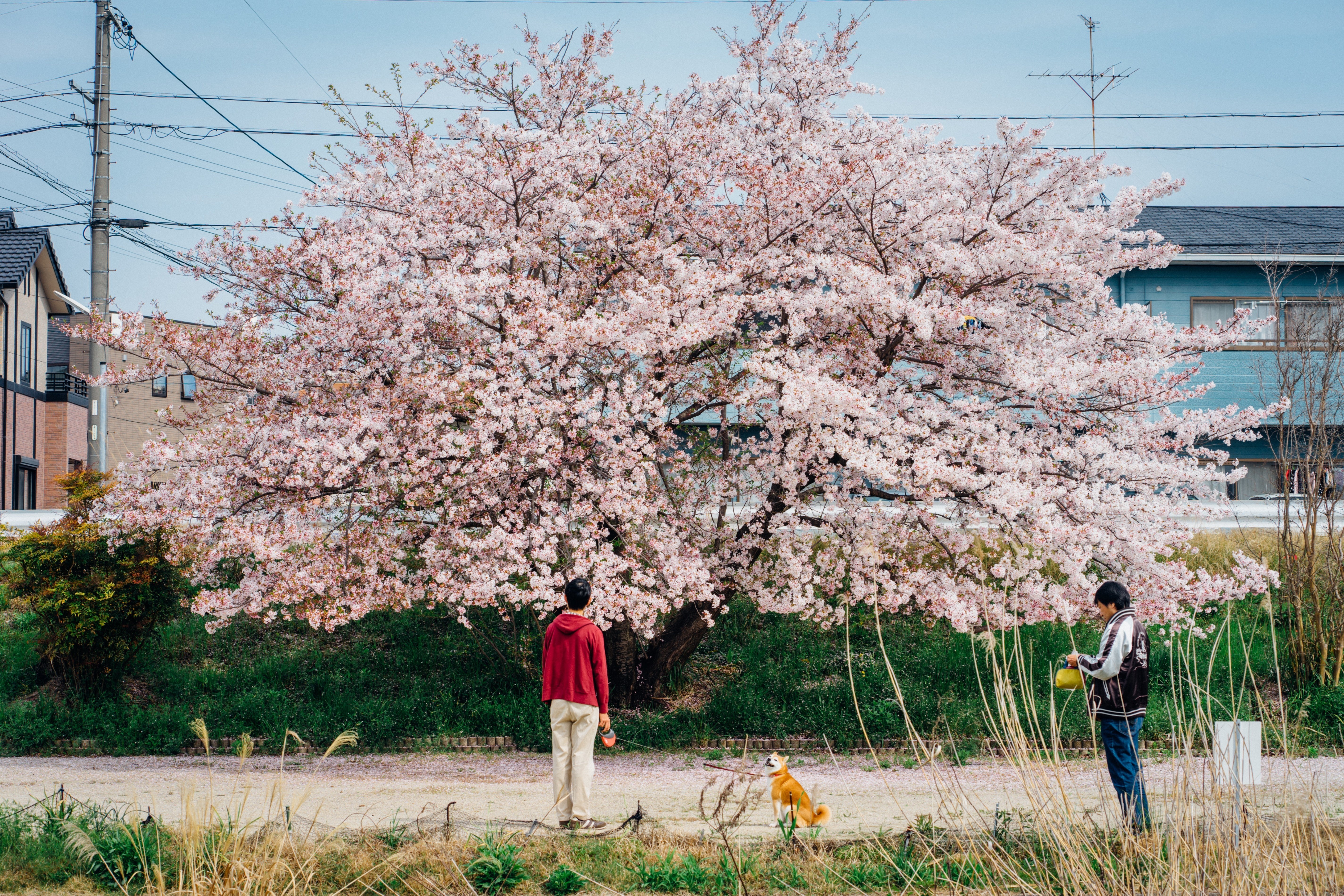 夕暮れに舞う桜 ── 85mmで撮る春の見納め（愛知）｜Sakak