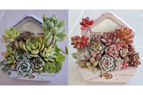 多肉植物 寄せ植えのやり方、管理の仕方を教えます｜Pale Green