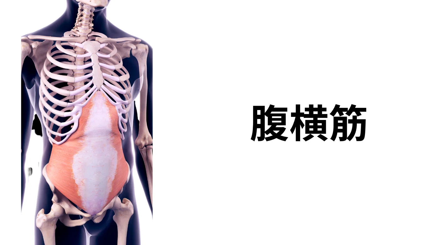 腰痛改善する「4つのインナーマッスルを鍛える」は間違い？新しい腰痛