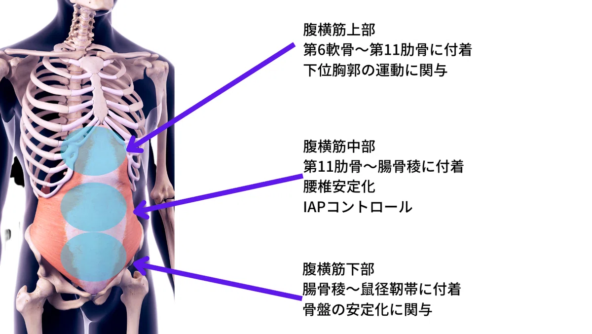 腰痛改善する「4つのインナーマッスルを鍛える」は間違い？新しい腰痛