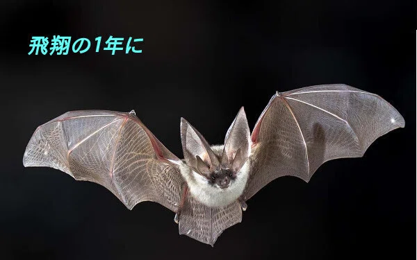 謹賀新年 from bats｜樹山 瞳