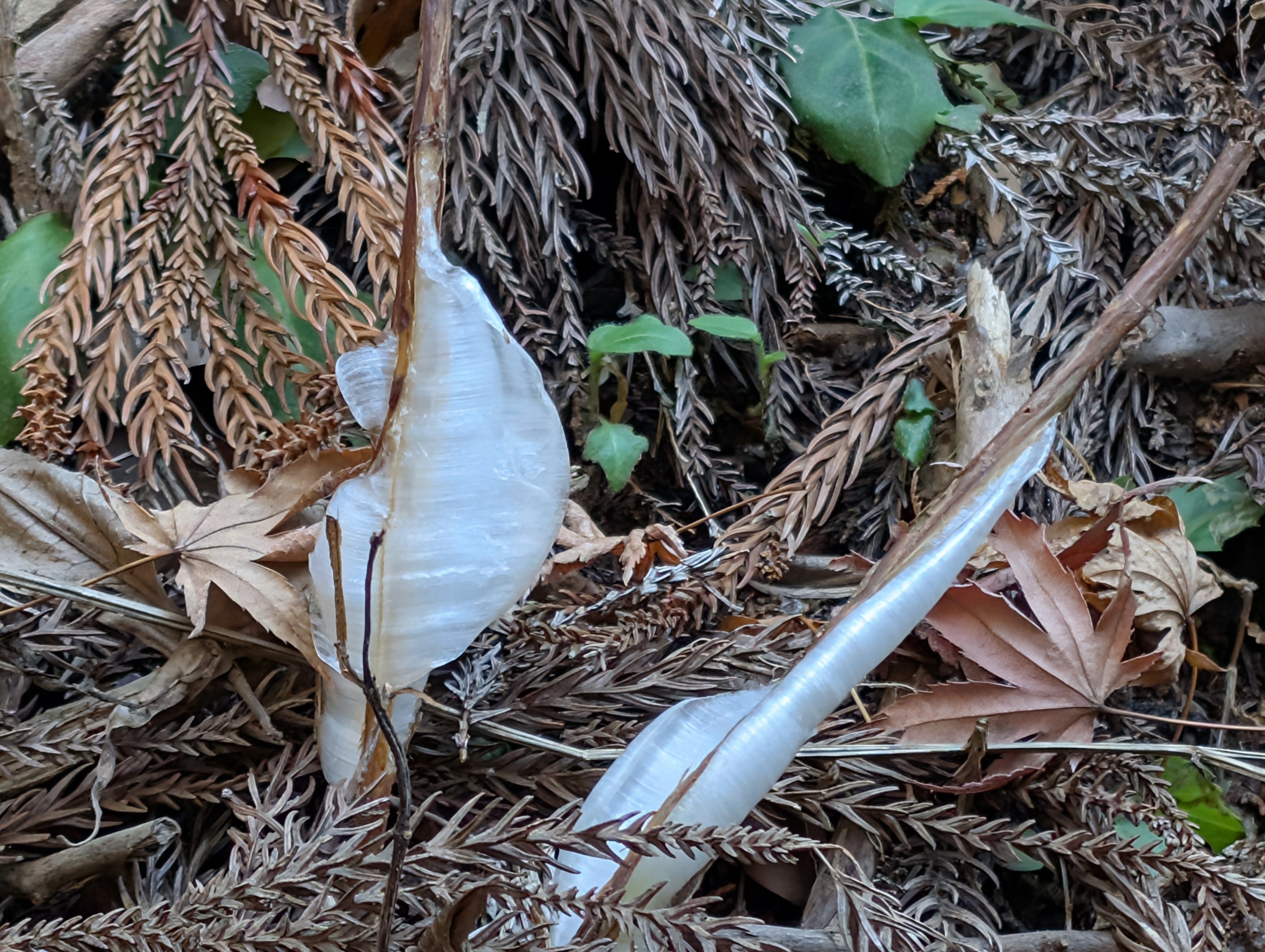 身延山 シモバシラを探しに｜kakapo