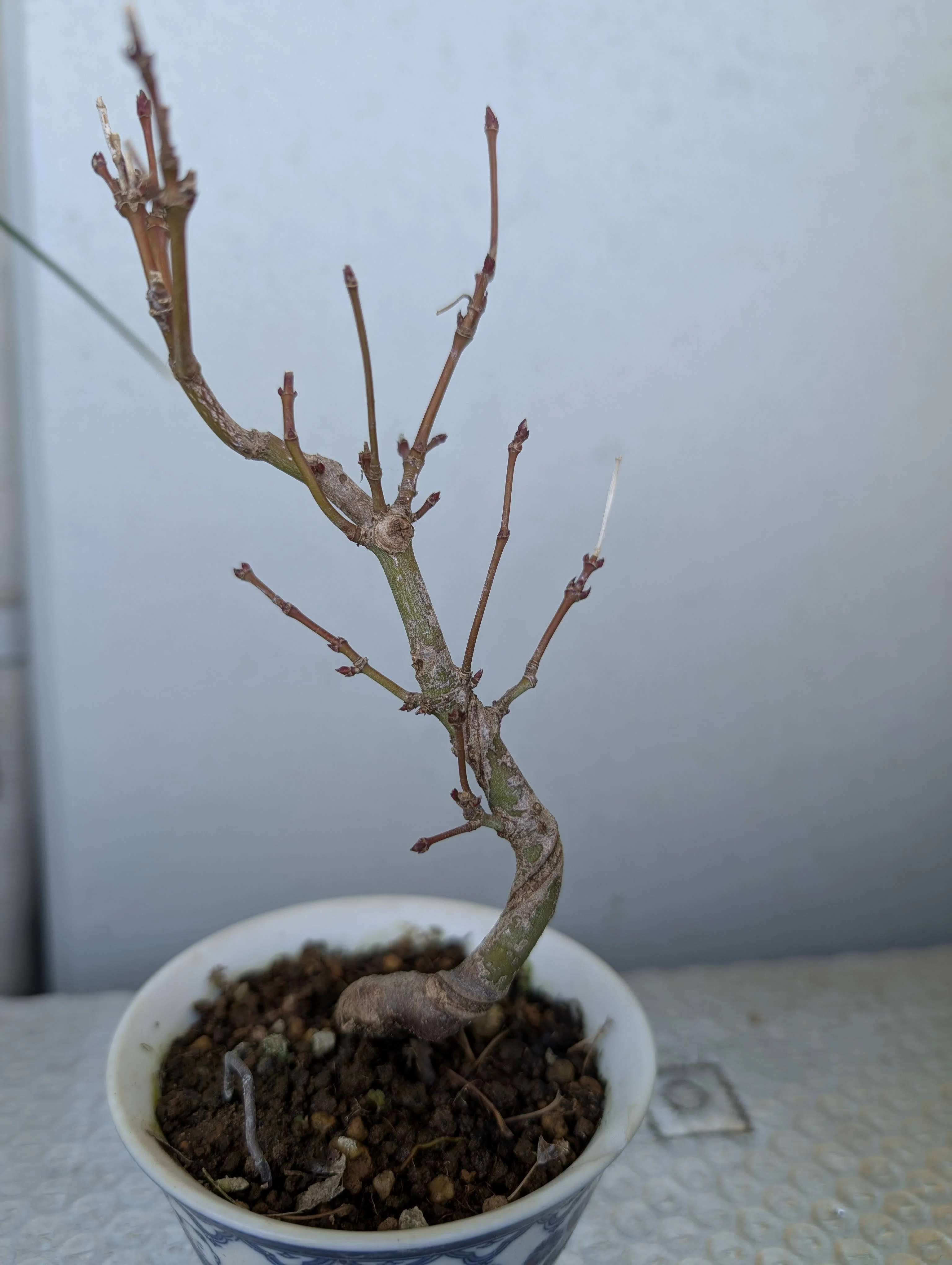 小品盆栽としてきちんと作れたらいいな｜蜘蛛