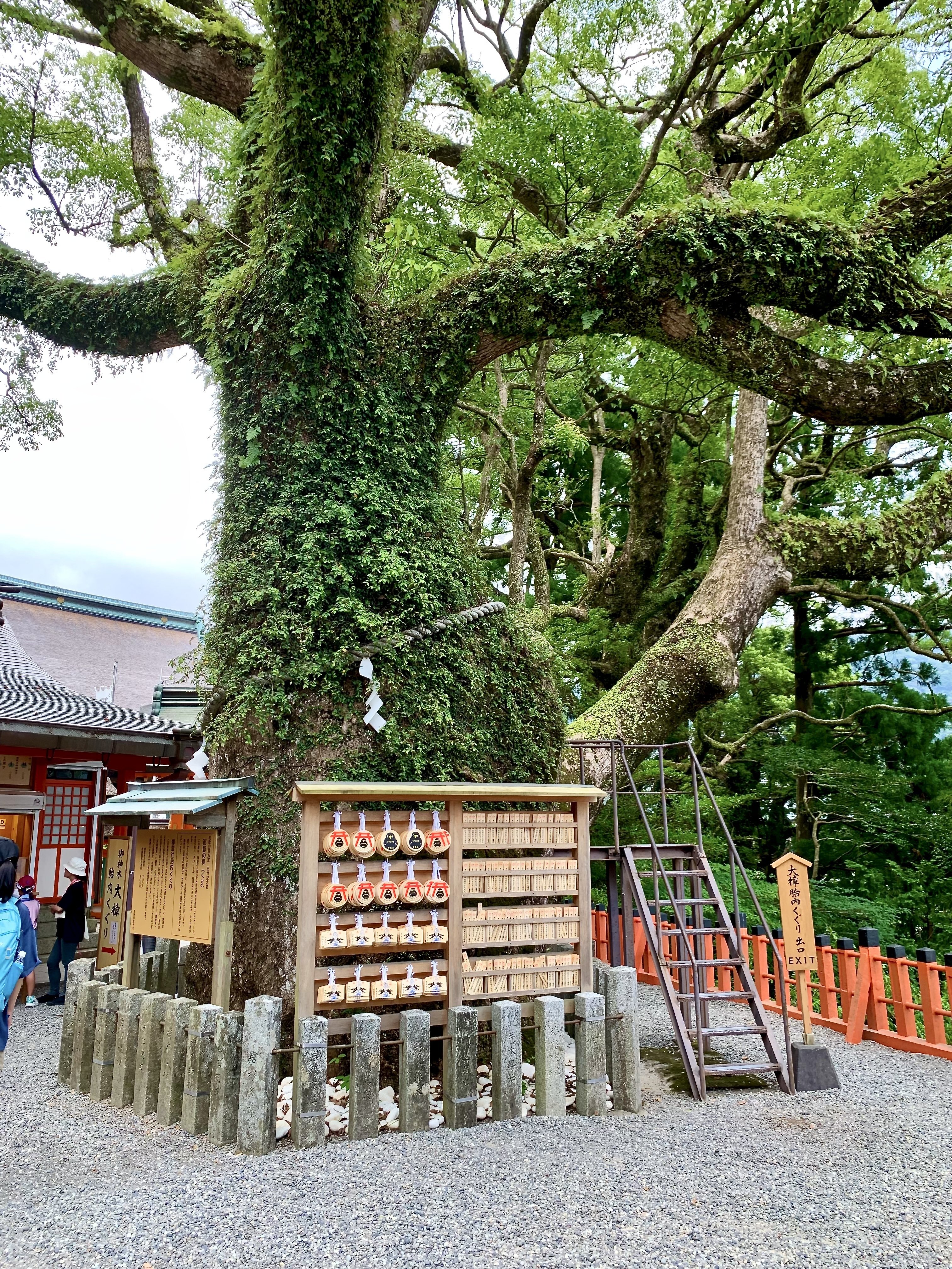 熊野那智大社】樹齢数百年の大楠で「胎内くぐり」体験｜2年間放置した