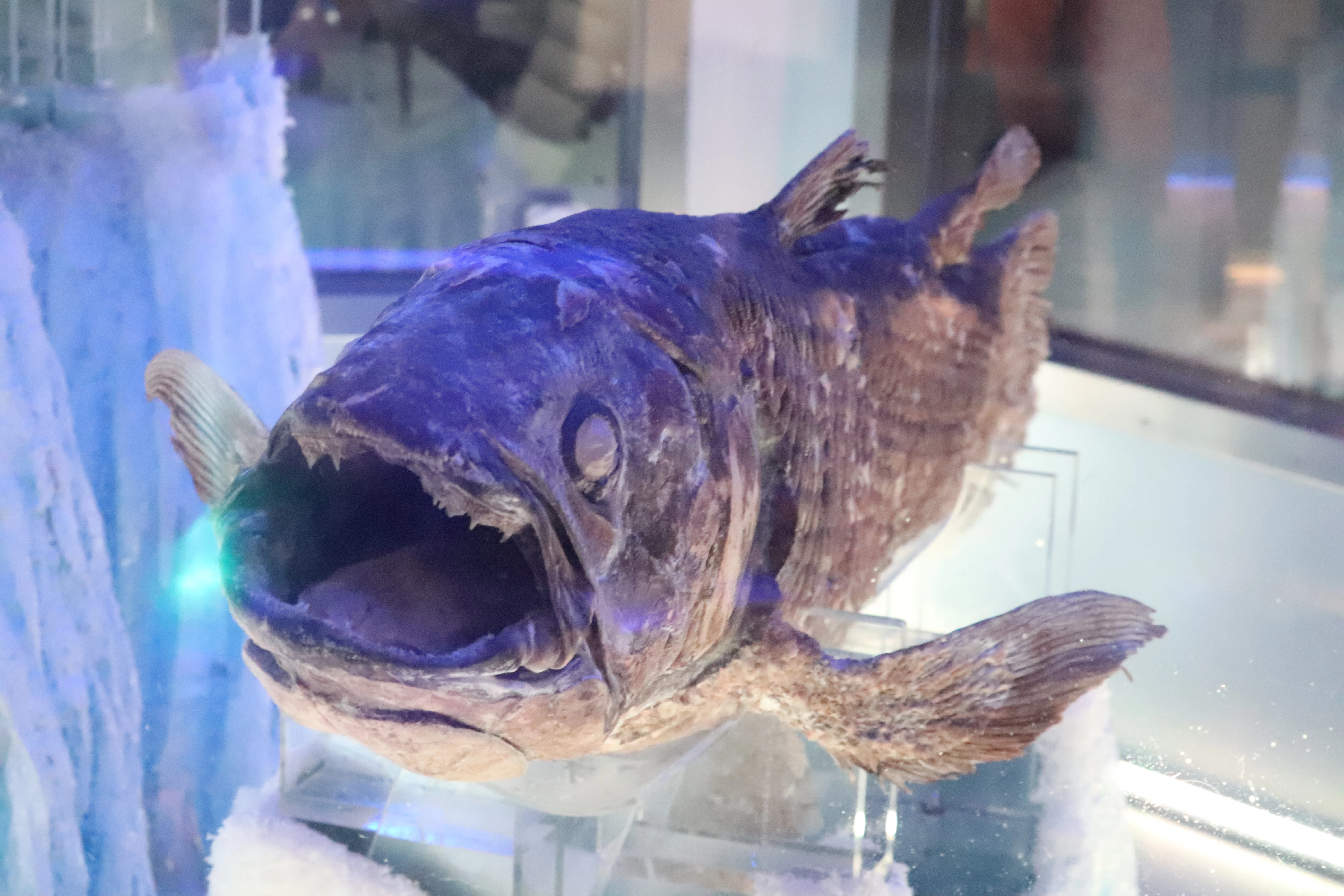 一年を沼津港深海水族館から始める｜のぞむ