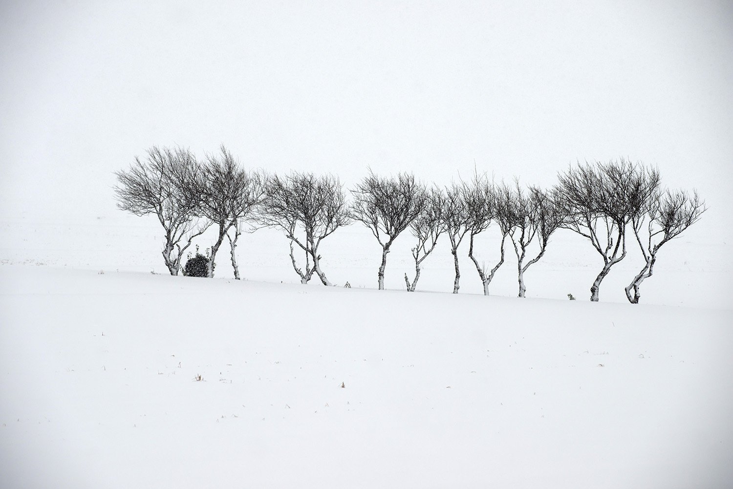 新潟冬景色｜関幸貴