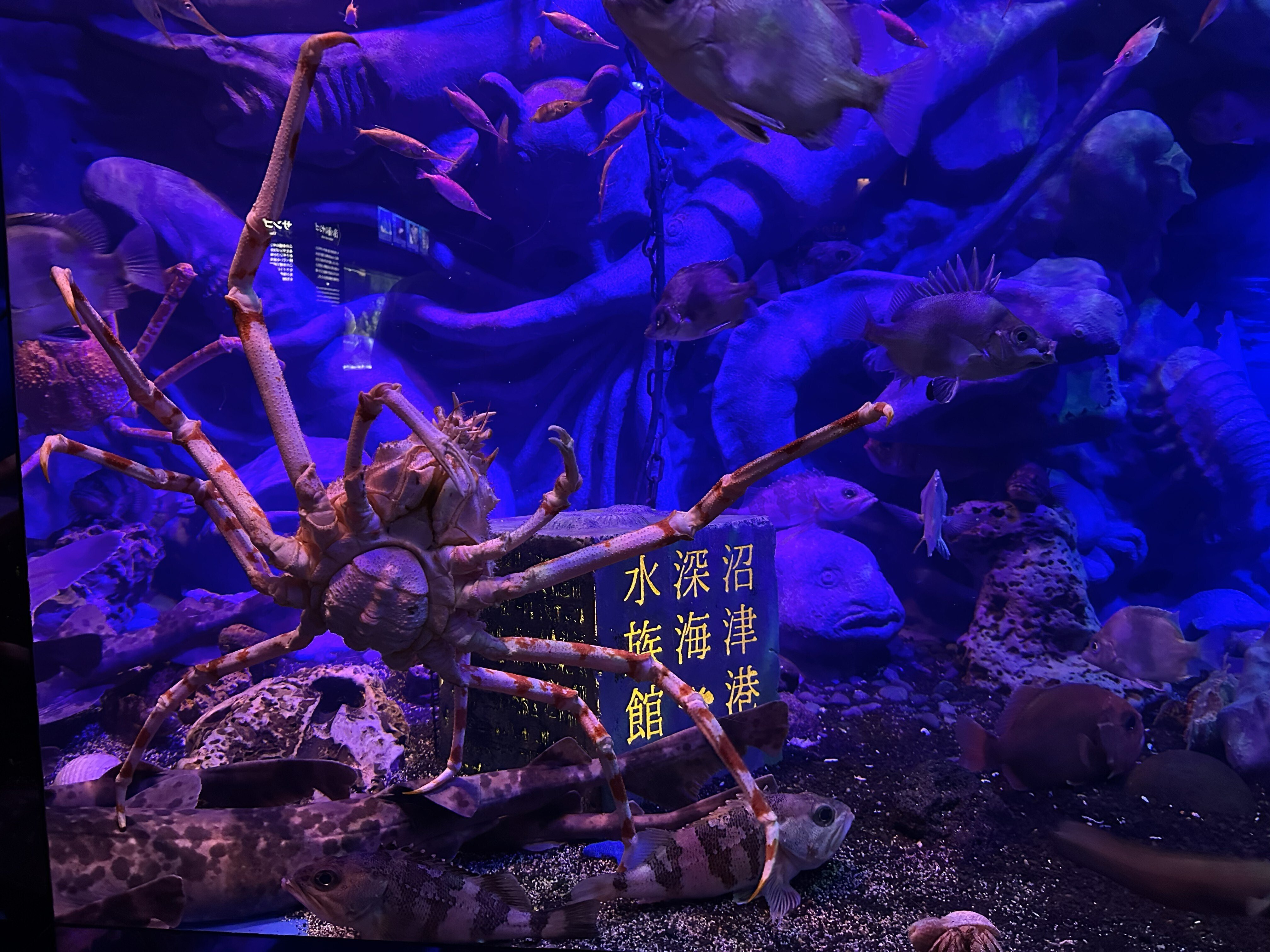 一年を沼津港深海水族館から始める｜のぞむ