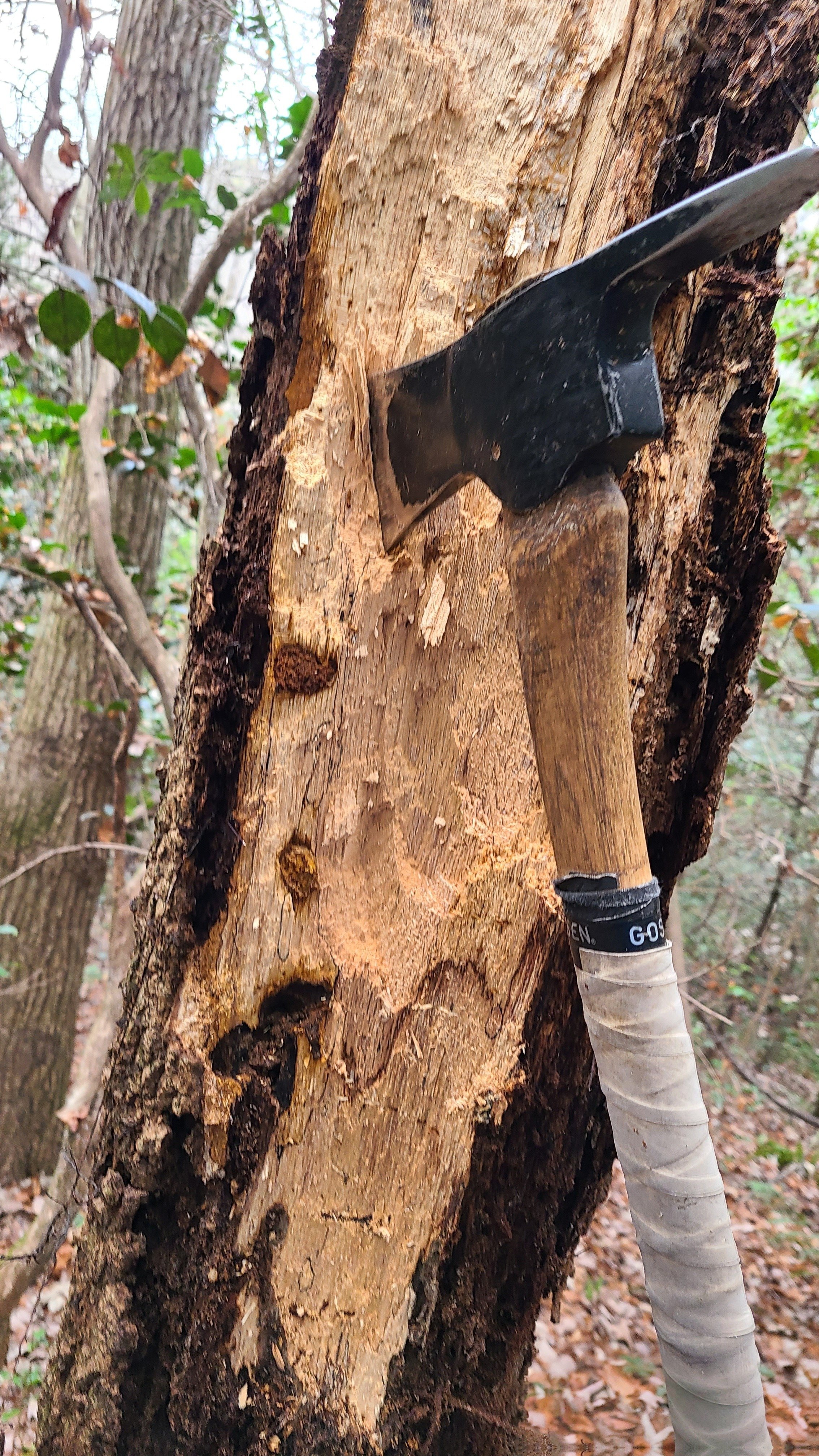 東海・関西地方 オオクワガタ採集記 〜愛知編〜｜キヨタミ