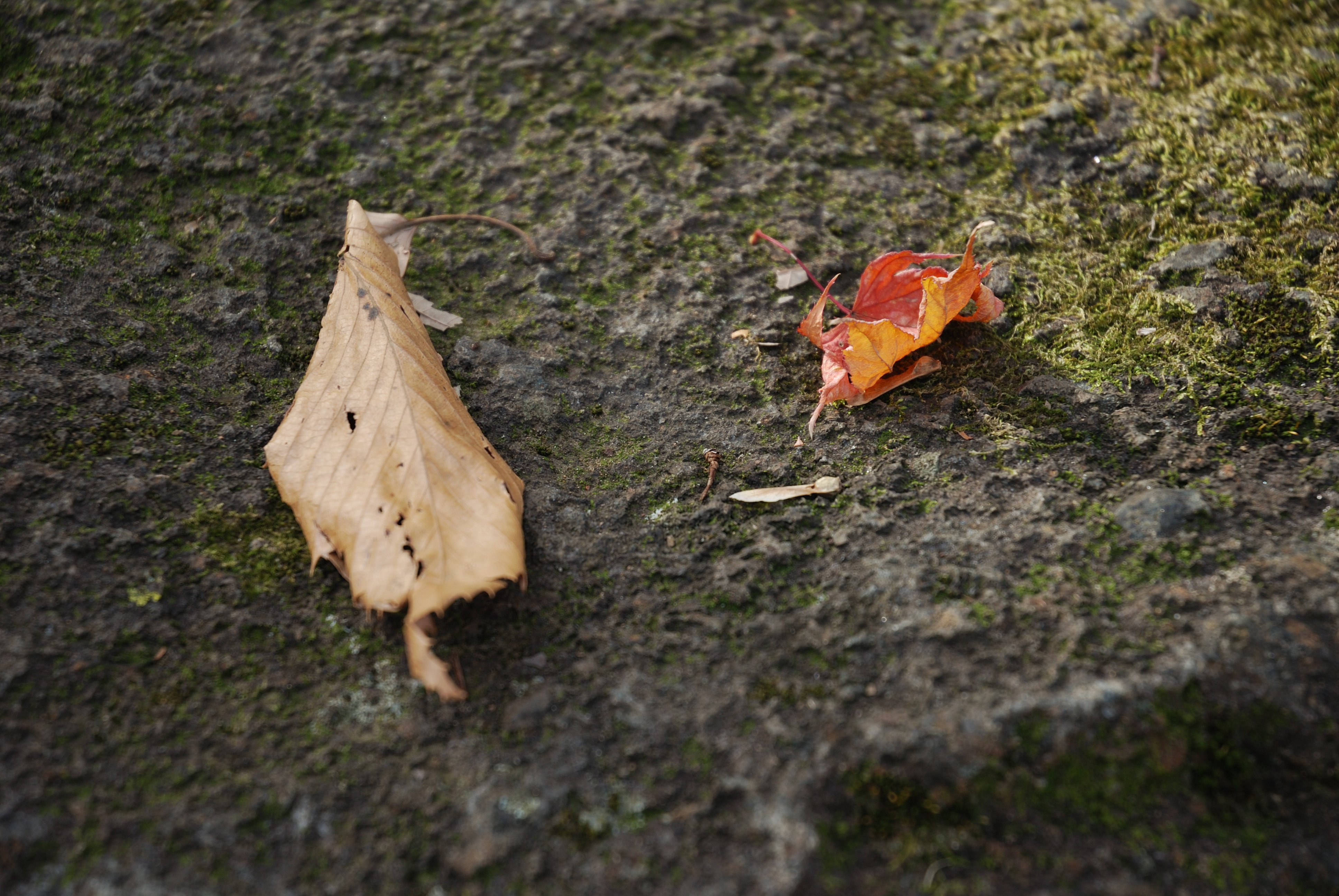 落葉樹 TOMO au TOM'S GR Supra No.1」第1戦 優勝仕様 【スパーク社製 1/43