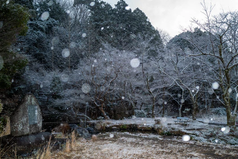 白銀の世界に染まった京都・三宅八幡宮の境内。厳かな冬の風景。