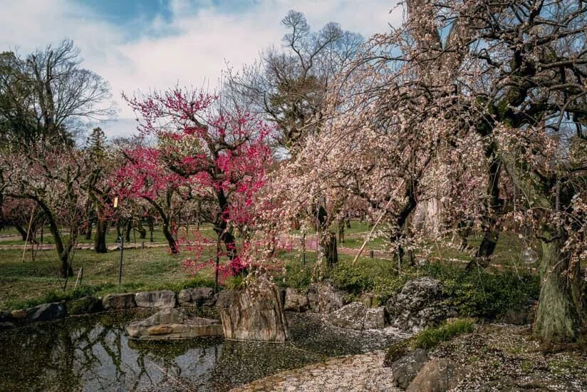 京都・北野天満宮の梅苑『花の庭』で咲き誇る、紅白の梅の花。早春の訪れと生命力を感じる華やかな景色。