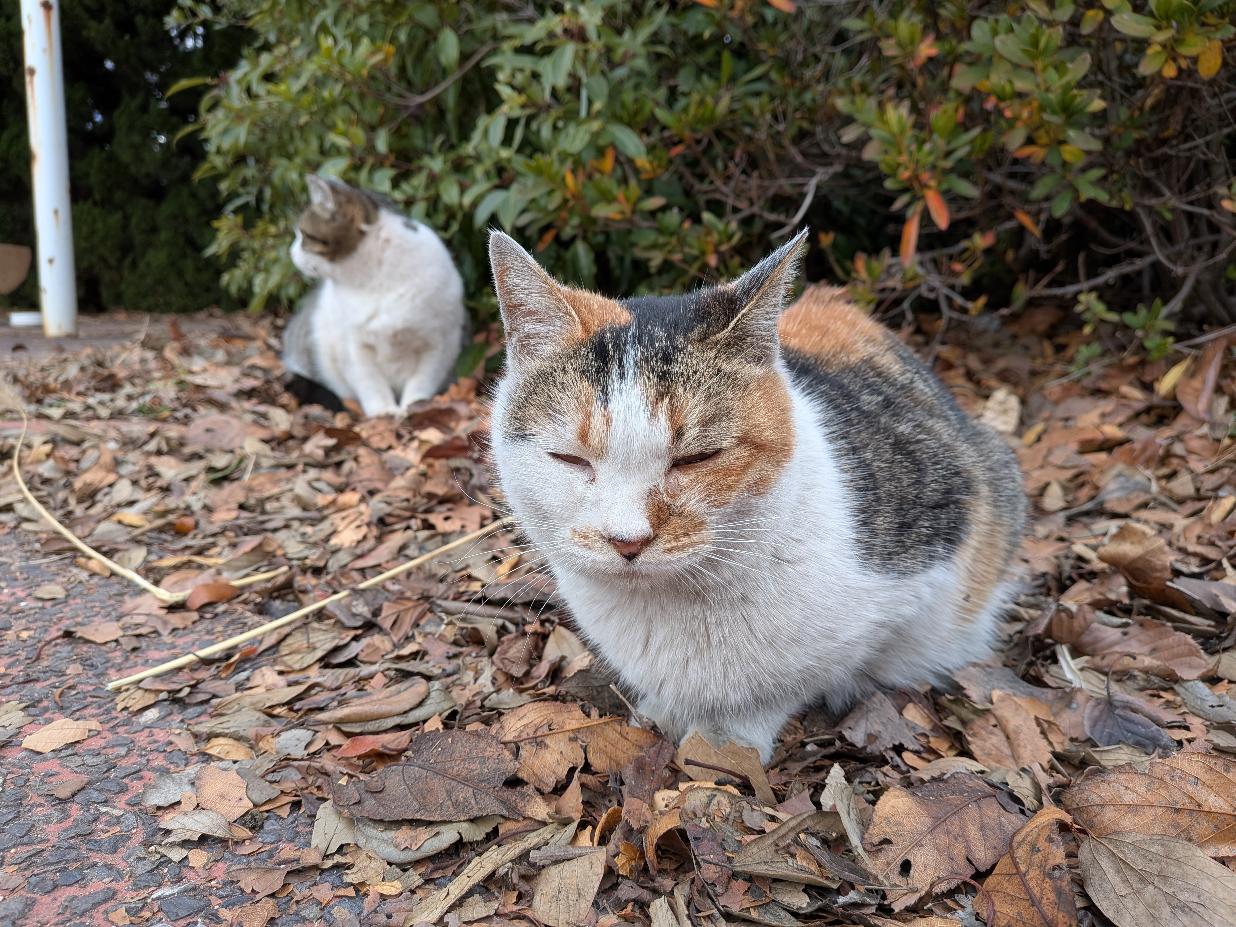 ねこちゃんず｜cial