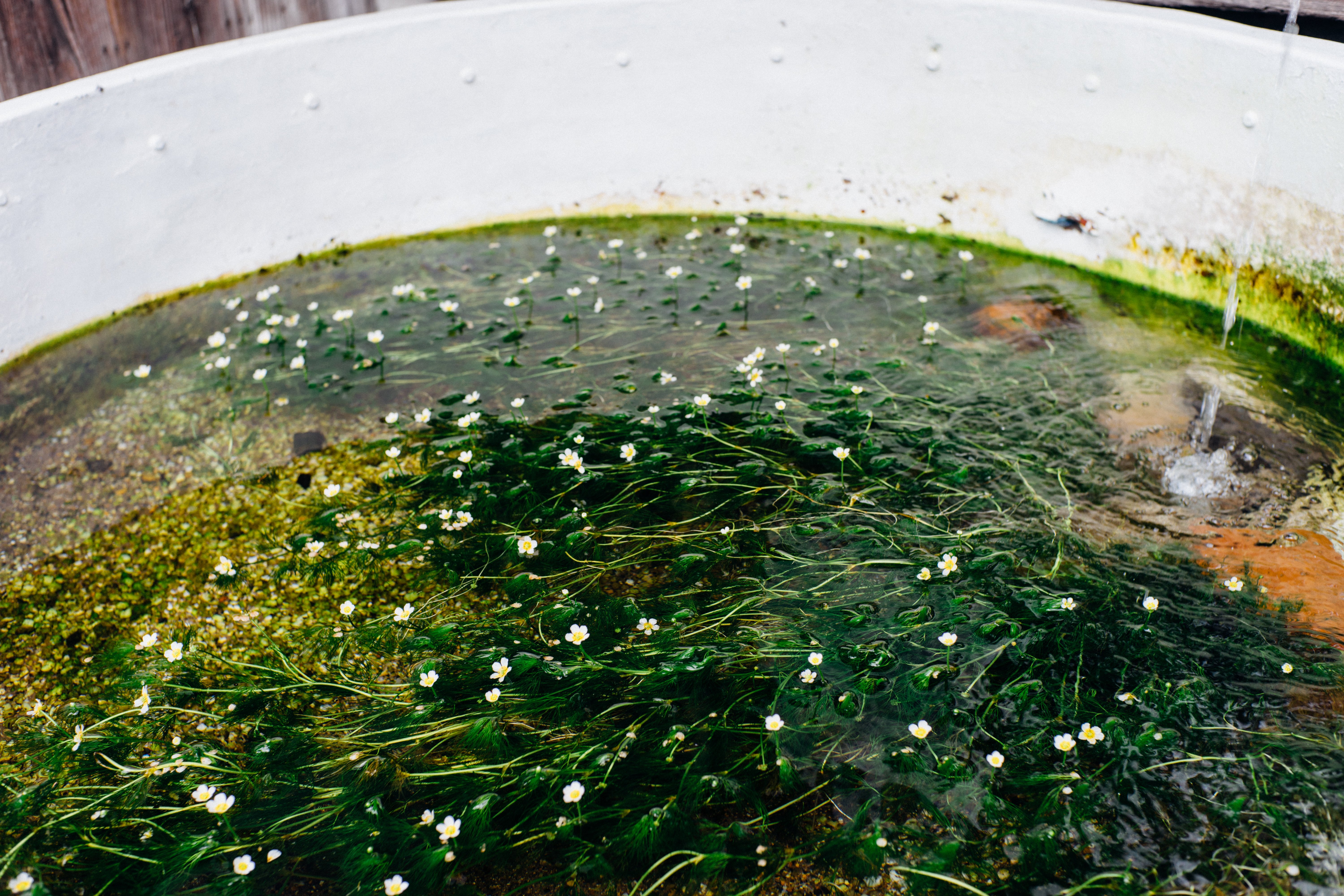 清流に咲く水中花 ── 醒ヶ井の梅花藻と夏の街歩き（滋賀）｜Sakak