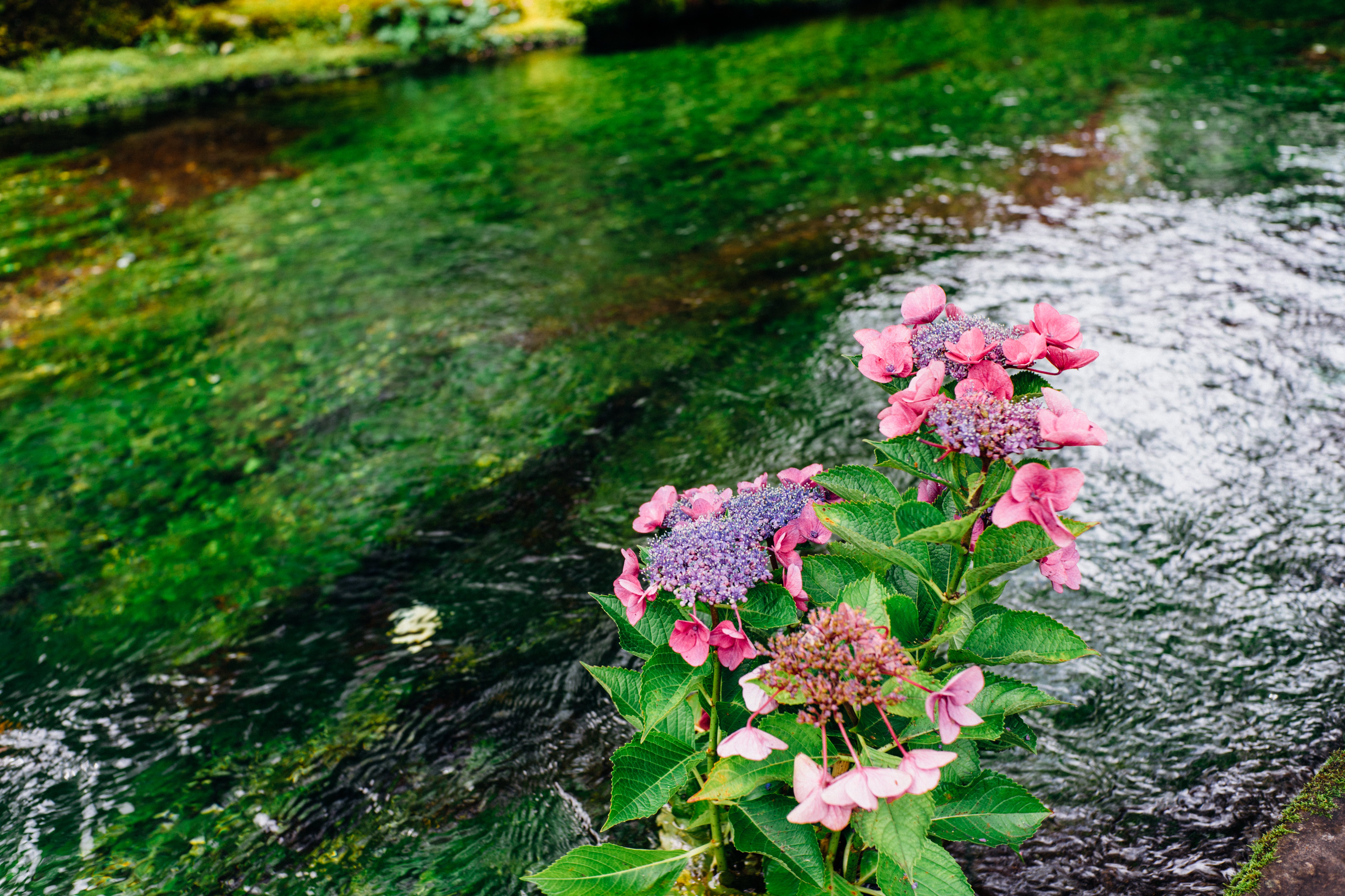 清流に咲く水中花 ── 醒ヶ井の梅花藻と夏の街歩き（滋賀）｜Sakak