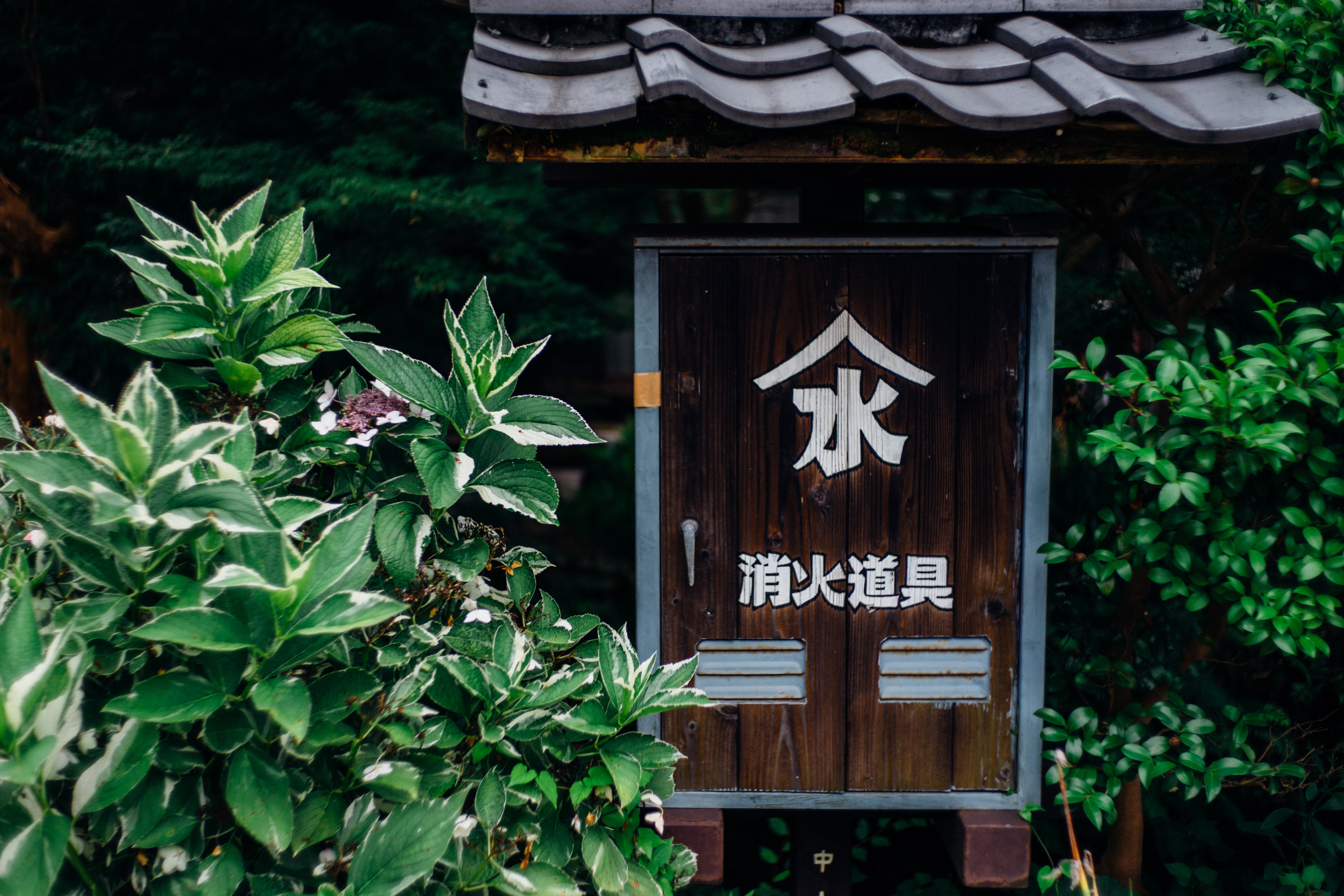 清流に咲く水中花 ── 醒ヶ井の梅花藻と夏の街歩き（滋賀）｜Sakak