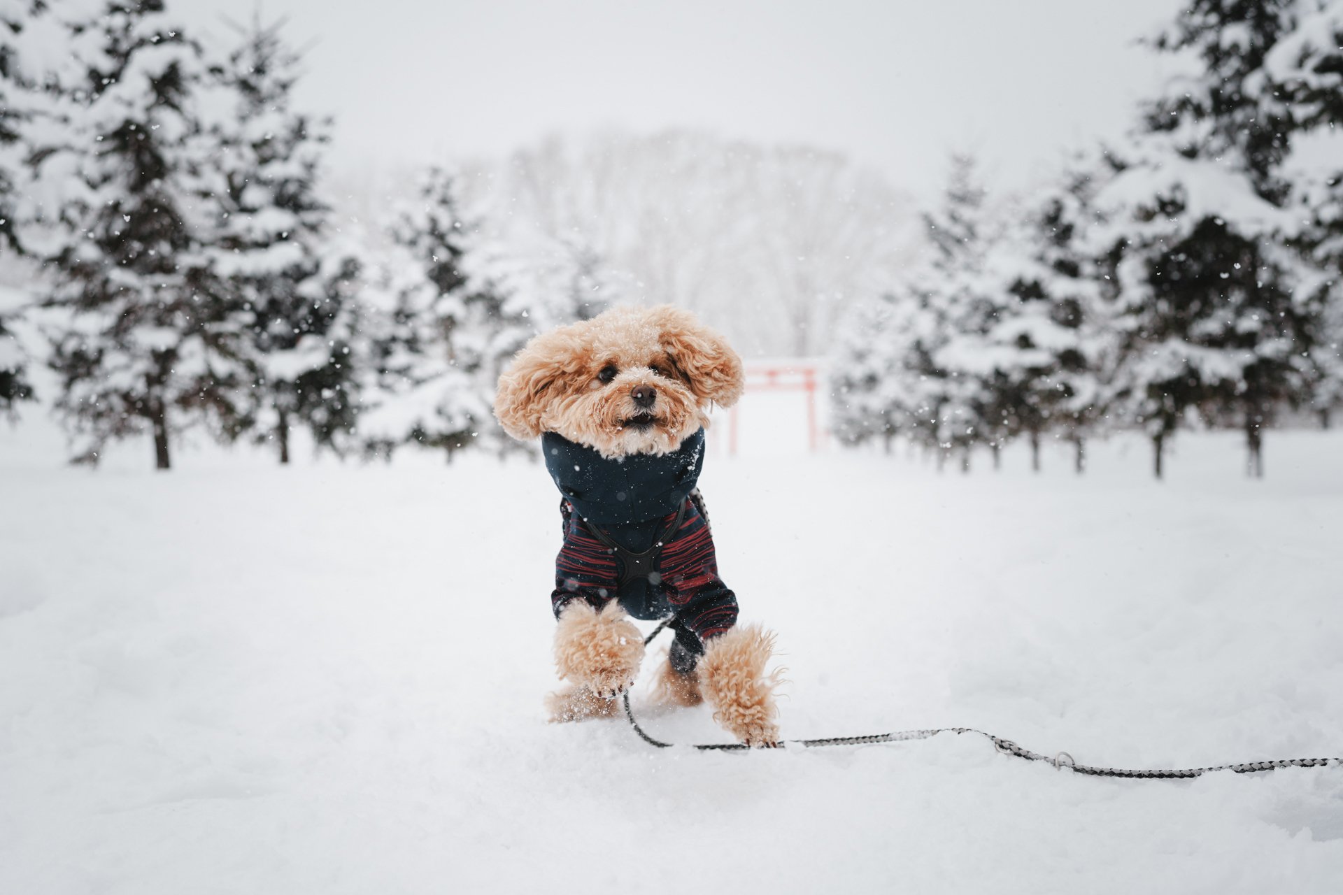 あけましておめでとうございます。今年の主役はもちろん…？｜オオサワラボ