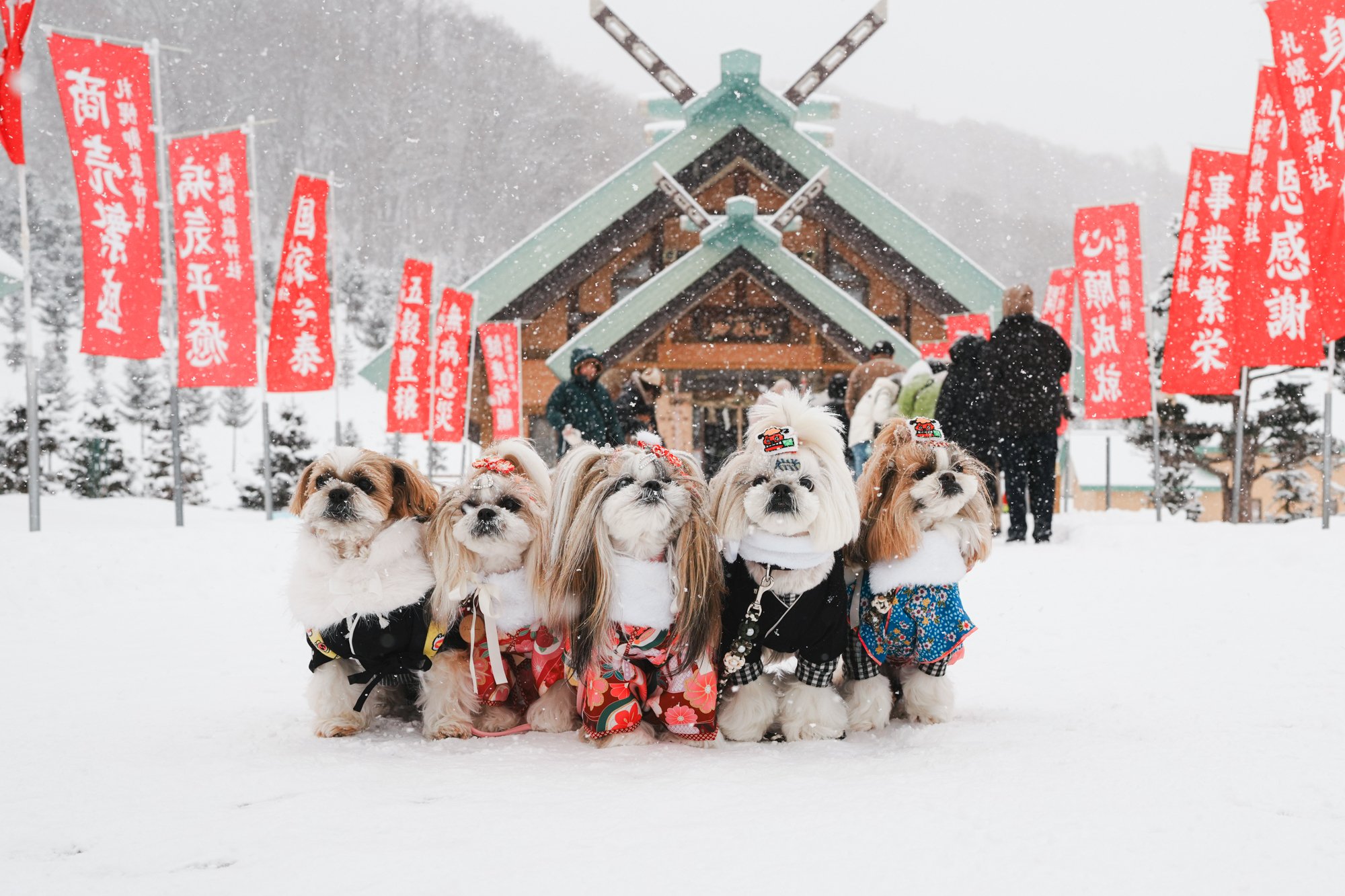 僕がお正月にとった写真です。毎日写真を朝撮っているこの写真は特にお気に入りです。 お正月を写そう♪2024 チェキ・お正月も対局」篇～12月29日（金）より