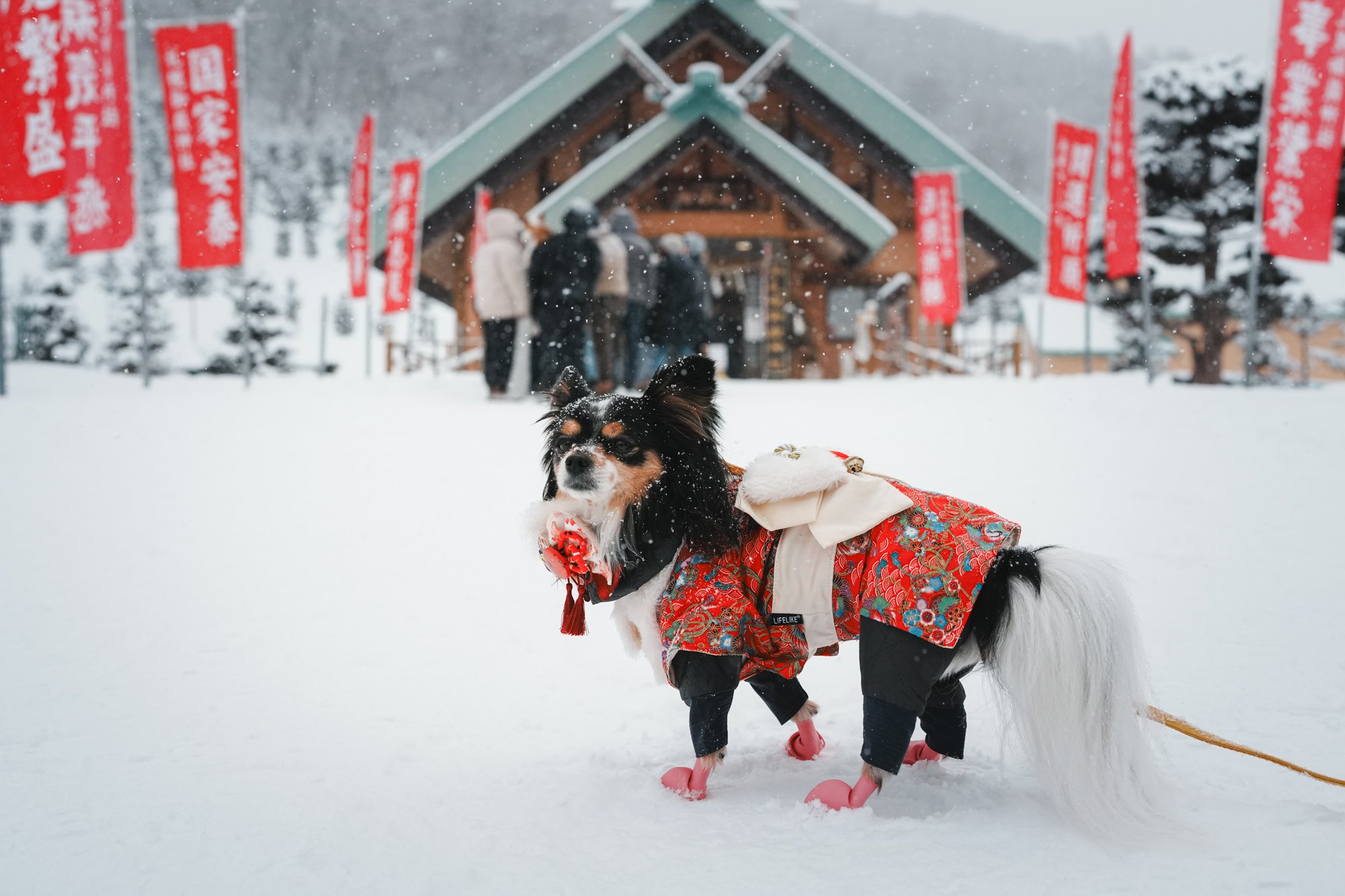 僕がお正月にとった写真です。毎日写真を朝撮っているこの写真は特にお気に入りです。 あけましておめでとうございます。今年の主役はもちろん…？｜オオサワラボ
