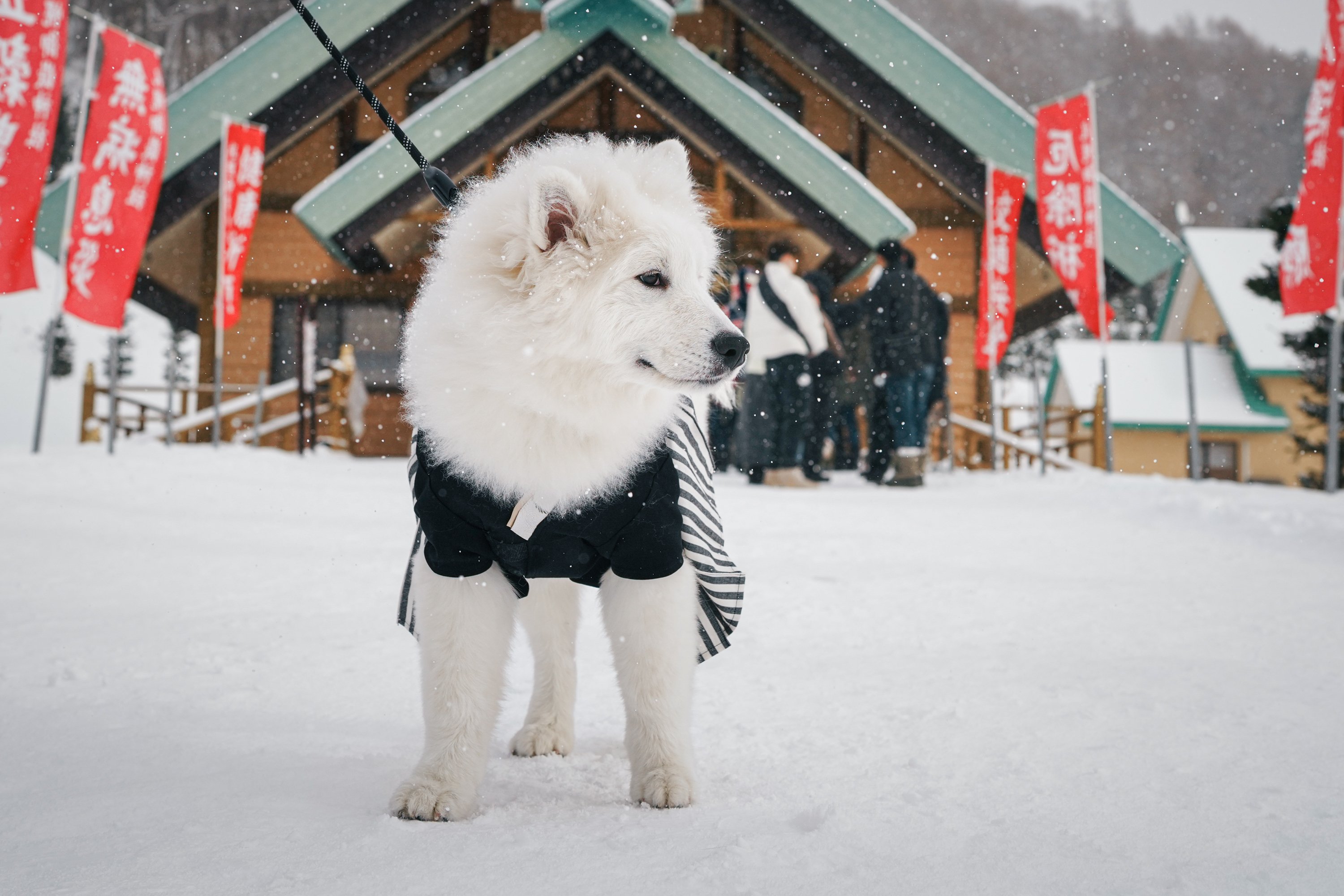 あけましておめでとうございます。今年の主役はもちろん…？｜オオサワラボ
