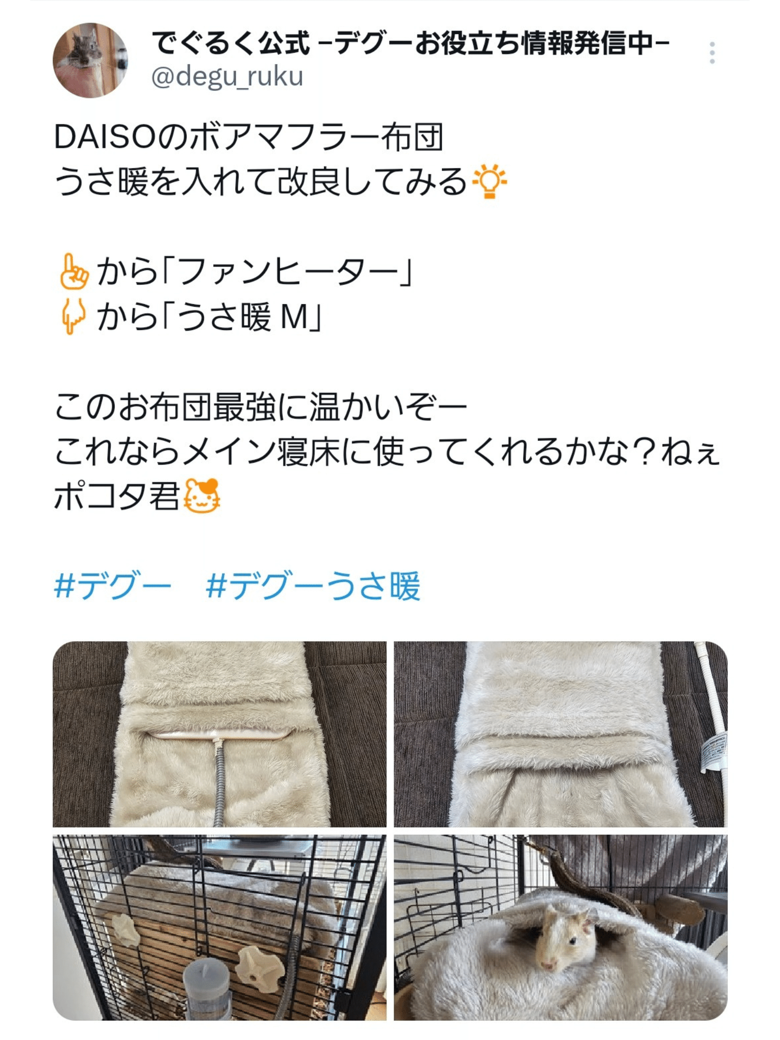 デグー初心者｜飼うために必要なもの【全部まとめました】─2026最新版