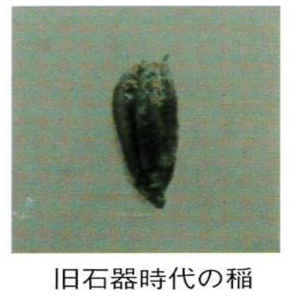 異説・日本に「野生稲」──在野の植物学者・直良信夫の人と生涯