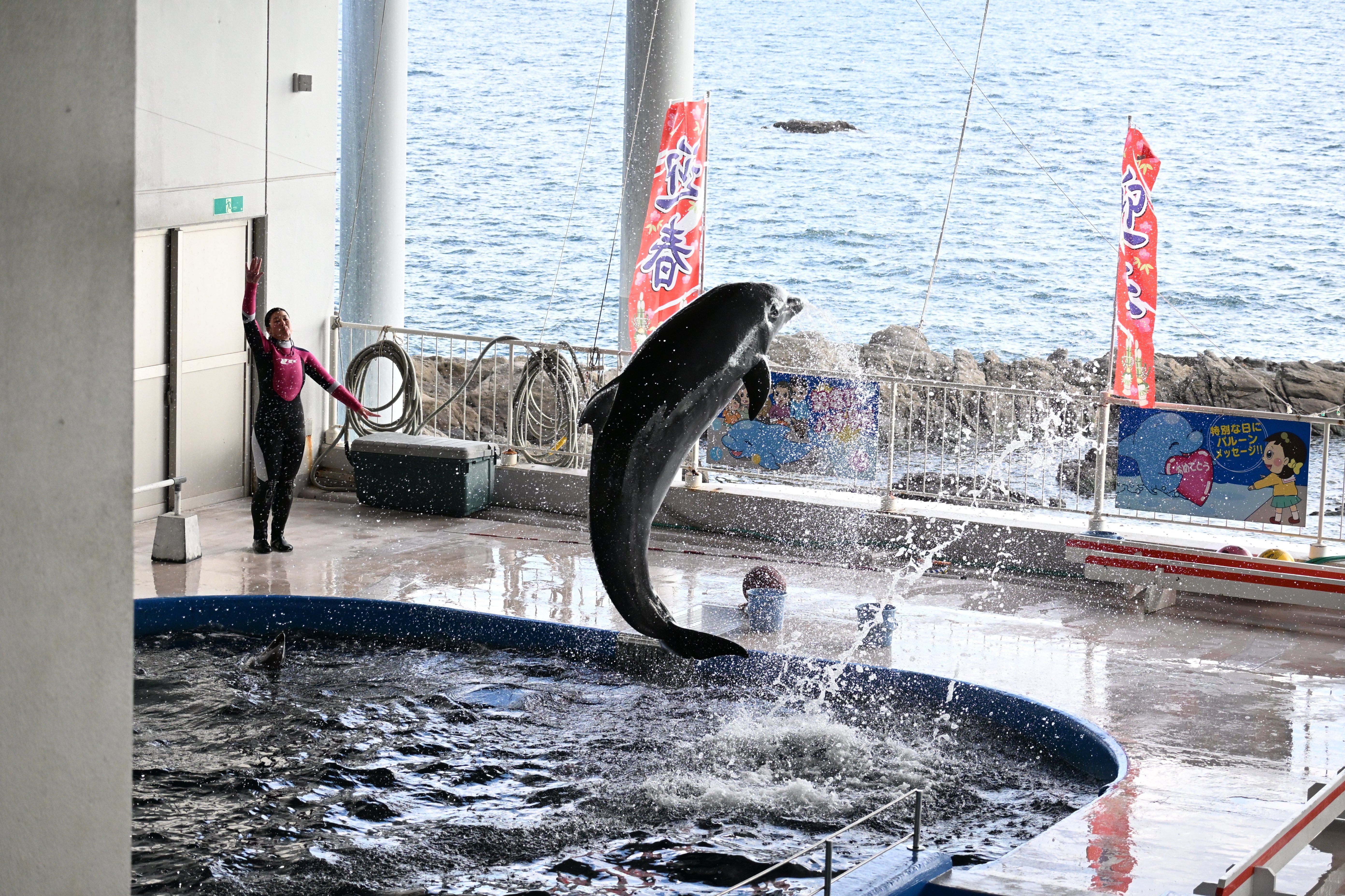 20251229_志布志湾大黒イルカランド【Nikon Z50IIと水族館】｜山ネズミ