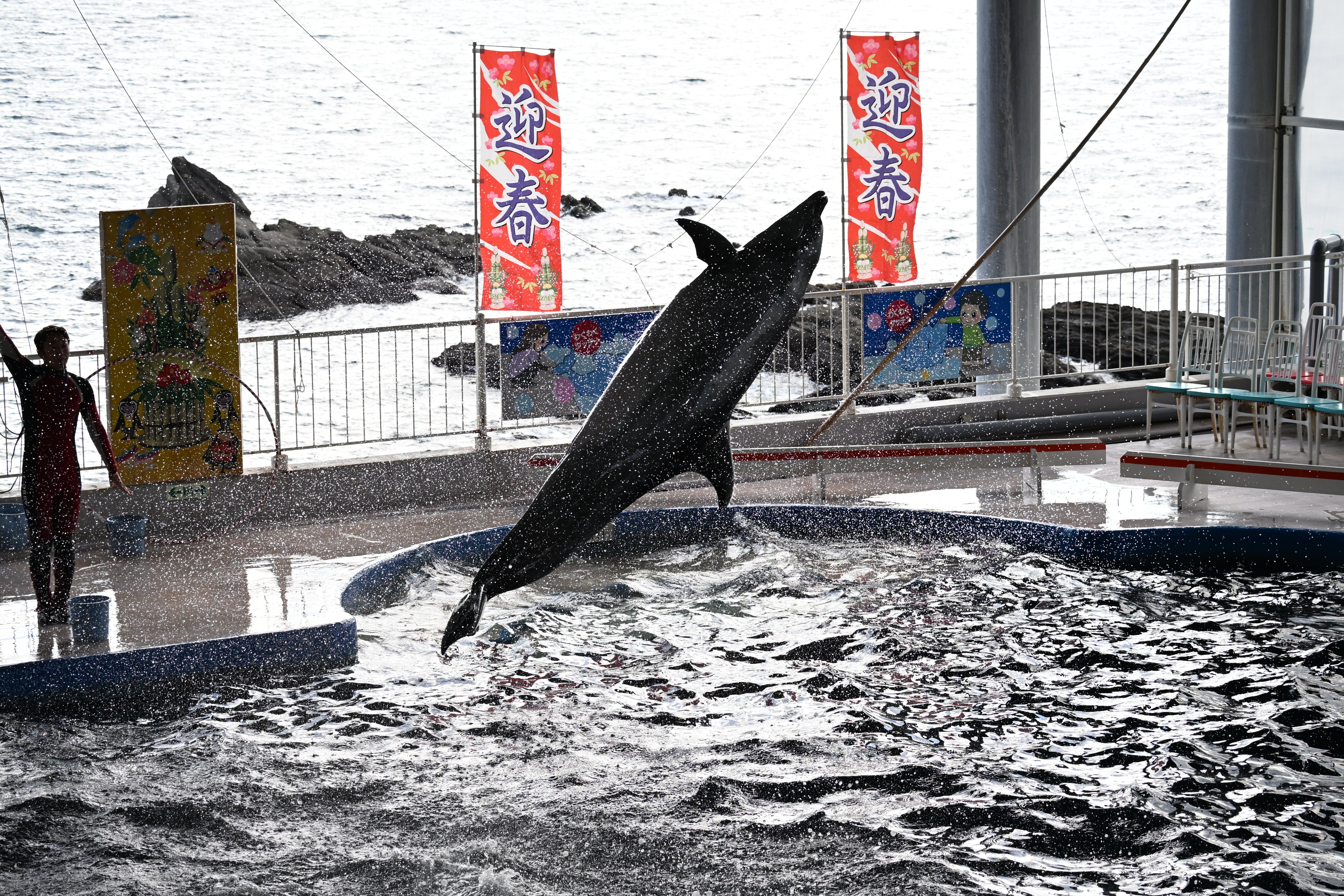 20251229_志布志湾大黒イルカランド【Nikon Z50IIと水族館】｜山ネズミ