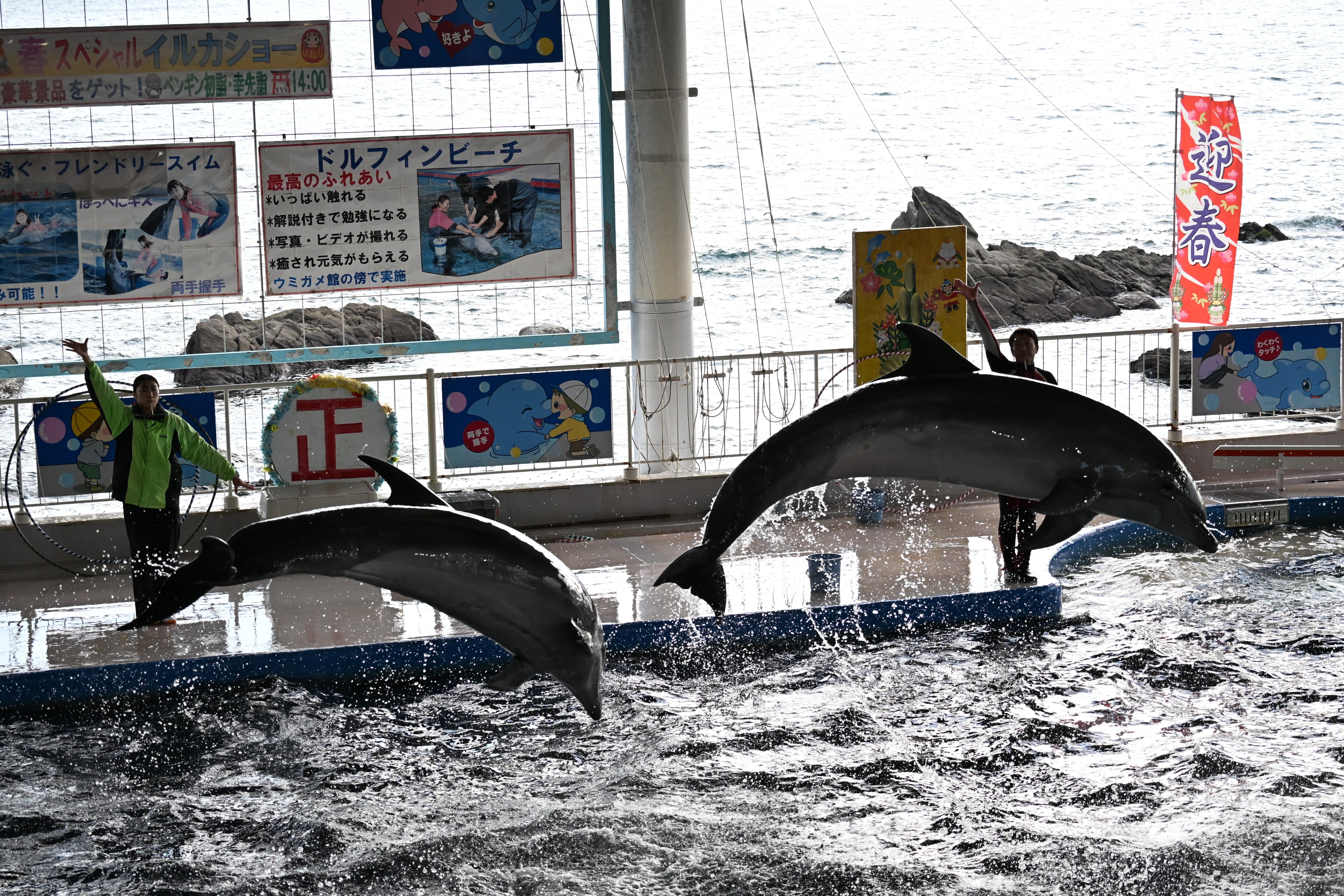 20251229_志布志湾大黒イルカランド【Nikon Z50IIと水族館】｜山ネズミ