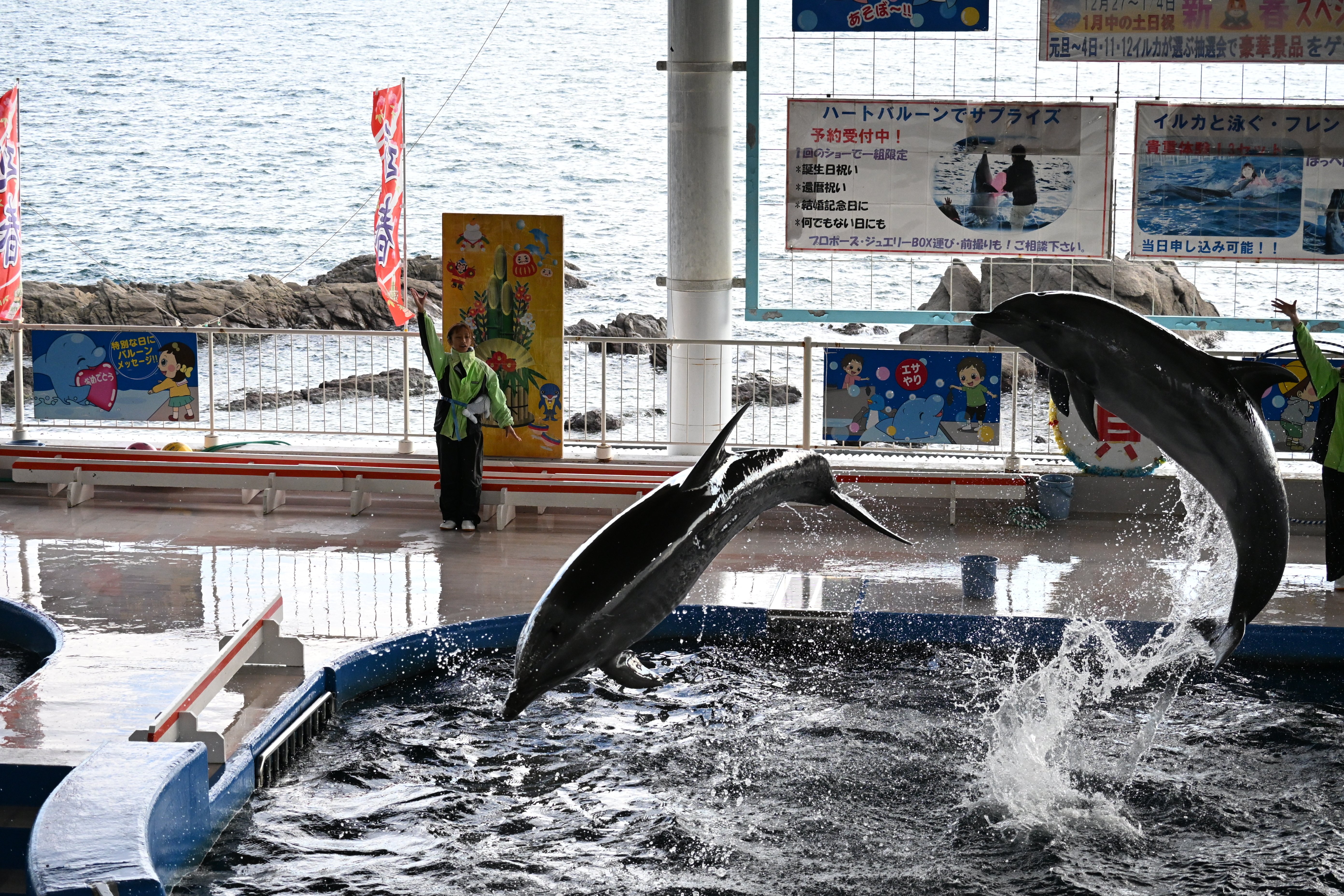 20251229_志布志湾大黒イルカランド【Nikon Z50IIと水族館】｜山ネズミ
