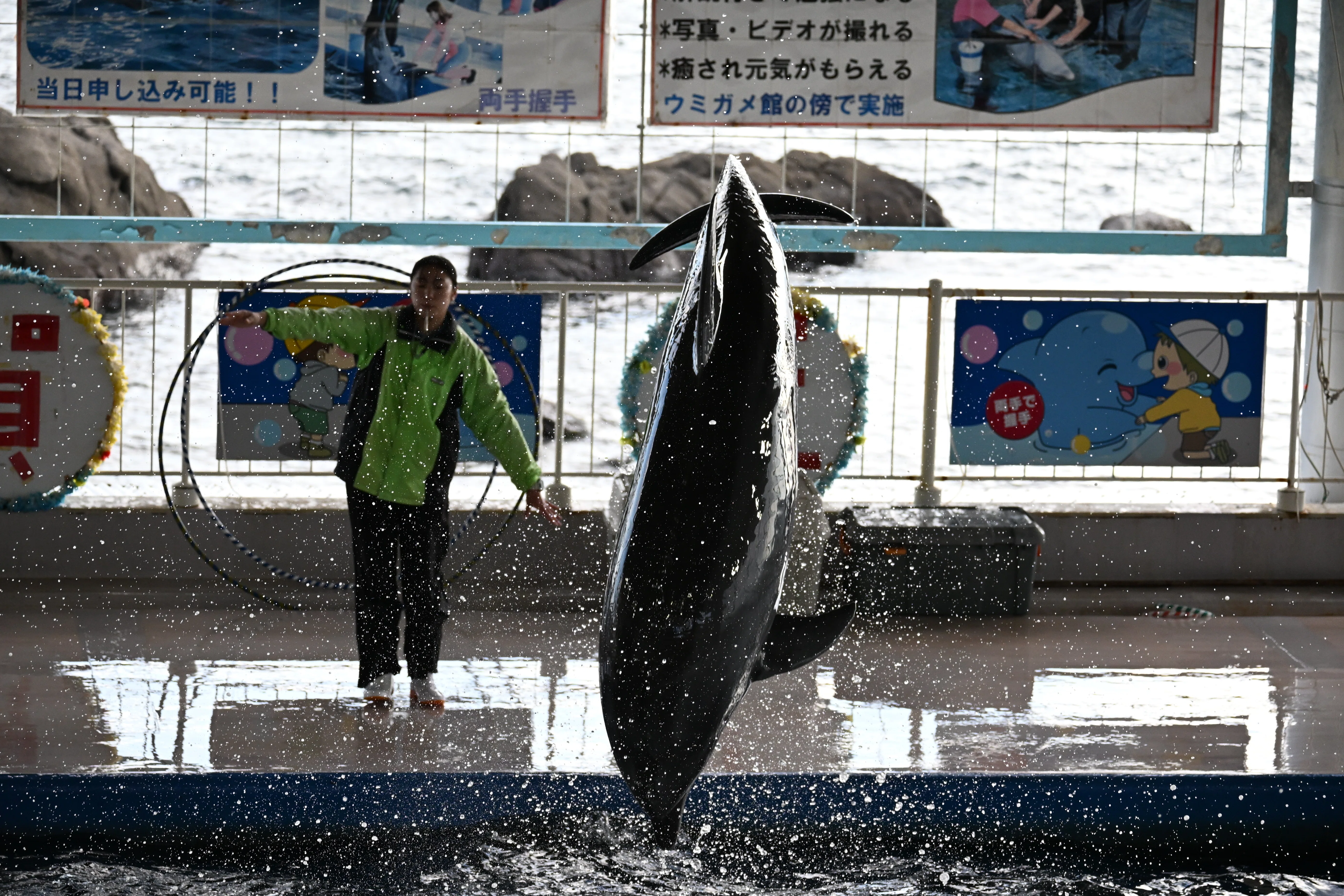 20251229_志布志湾大黒イルカランド【Nikon Z50IIと水族館】｜山ネズミ