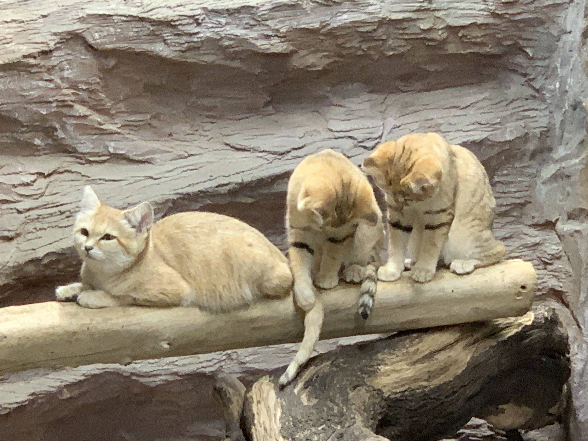 スナネコ（サディーカ）搬入のお知らせ｜那須どうぶつ王国公式note