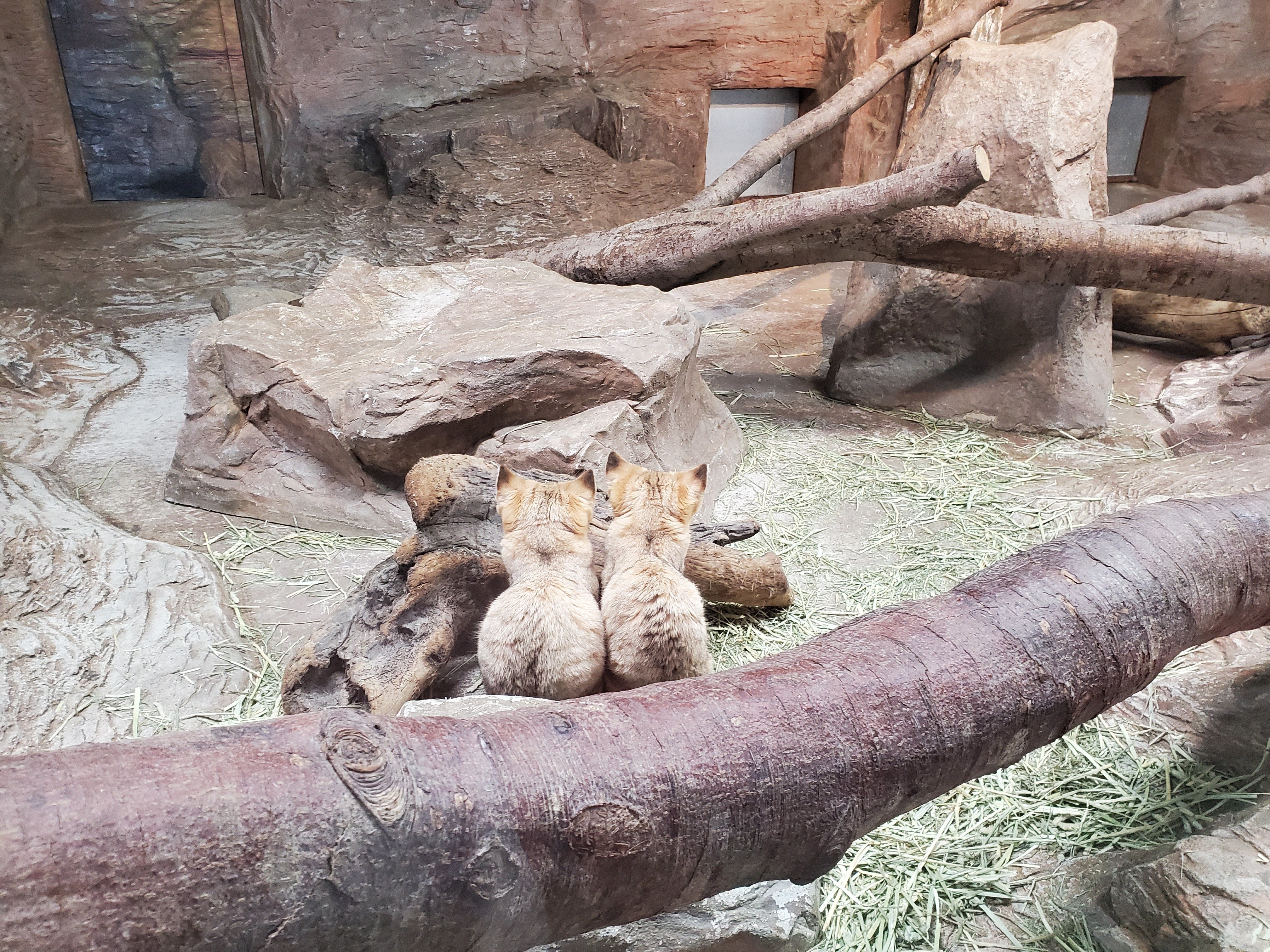 スナネコ（サディーカ）搬入のお知らせ｜那須どうぶつ王国公式note