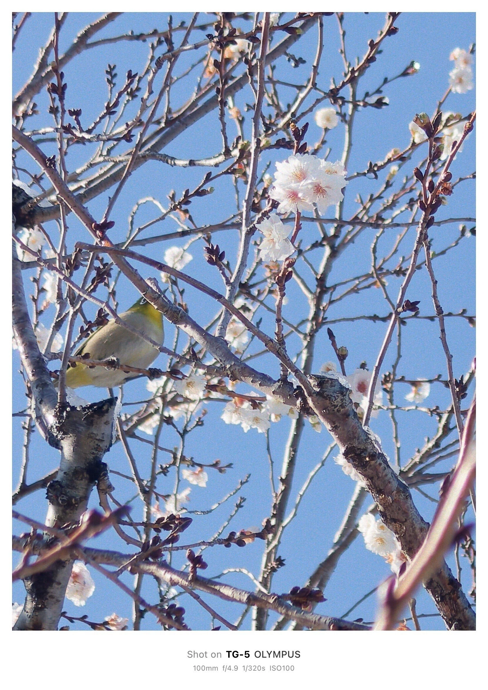 002 雪と桜とメジロ | 写真で残したい | 一週一撮｜サンイチマル