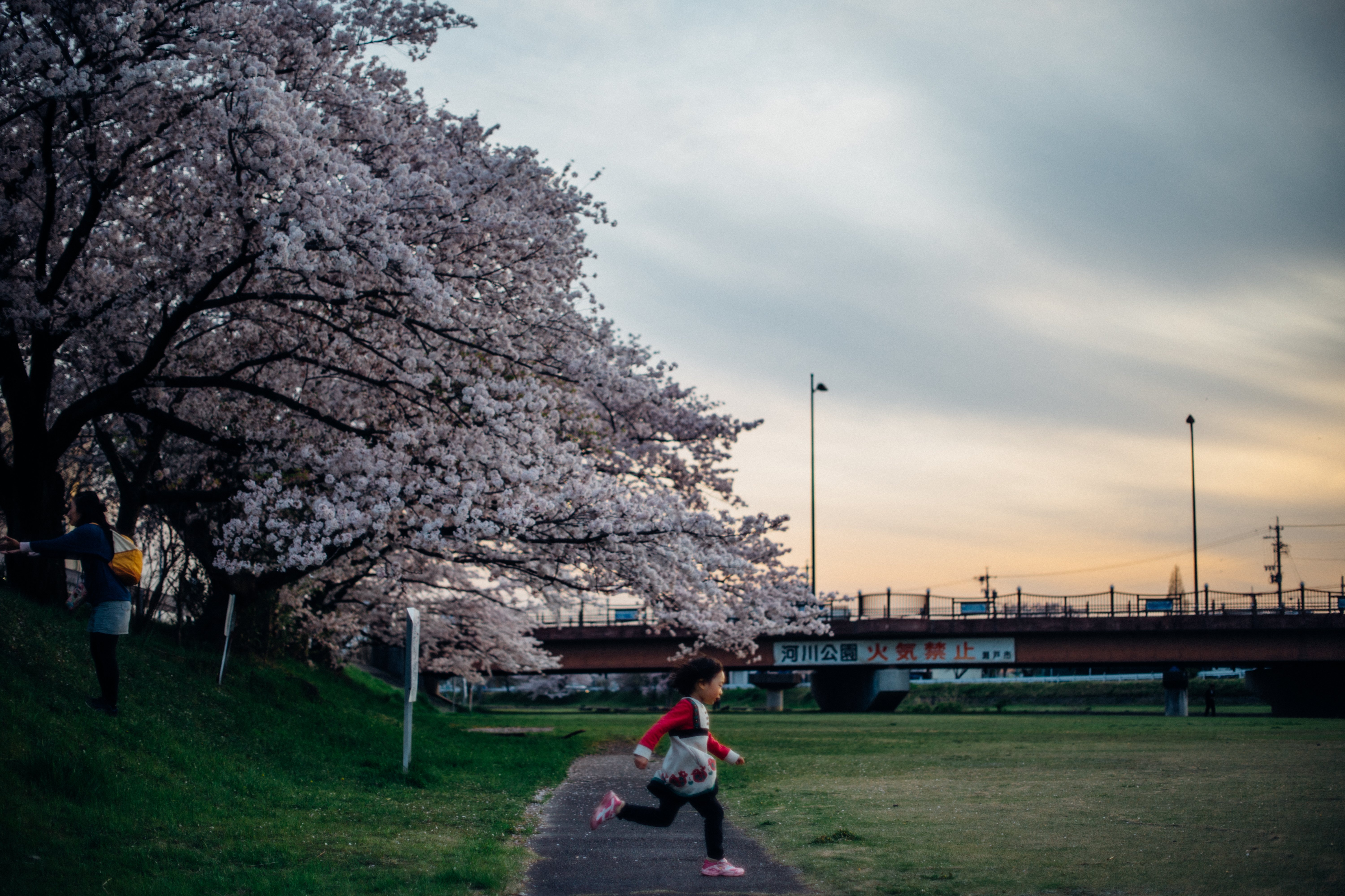 夕方桜 花吹雪と夕暮れの桜 ── ミノルタのオールドレンズで綴る春の終わり