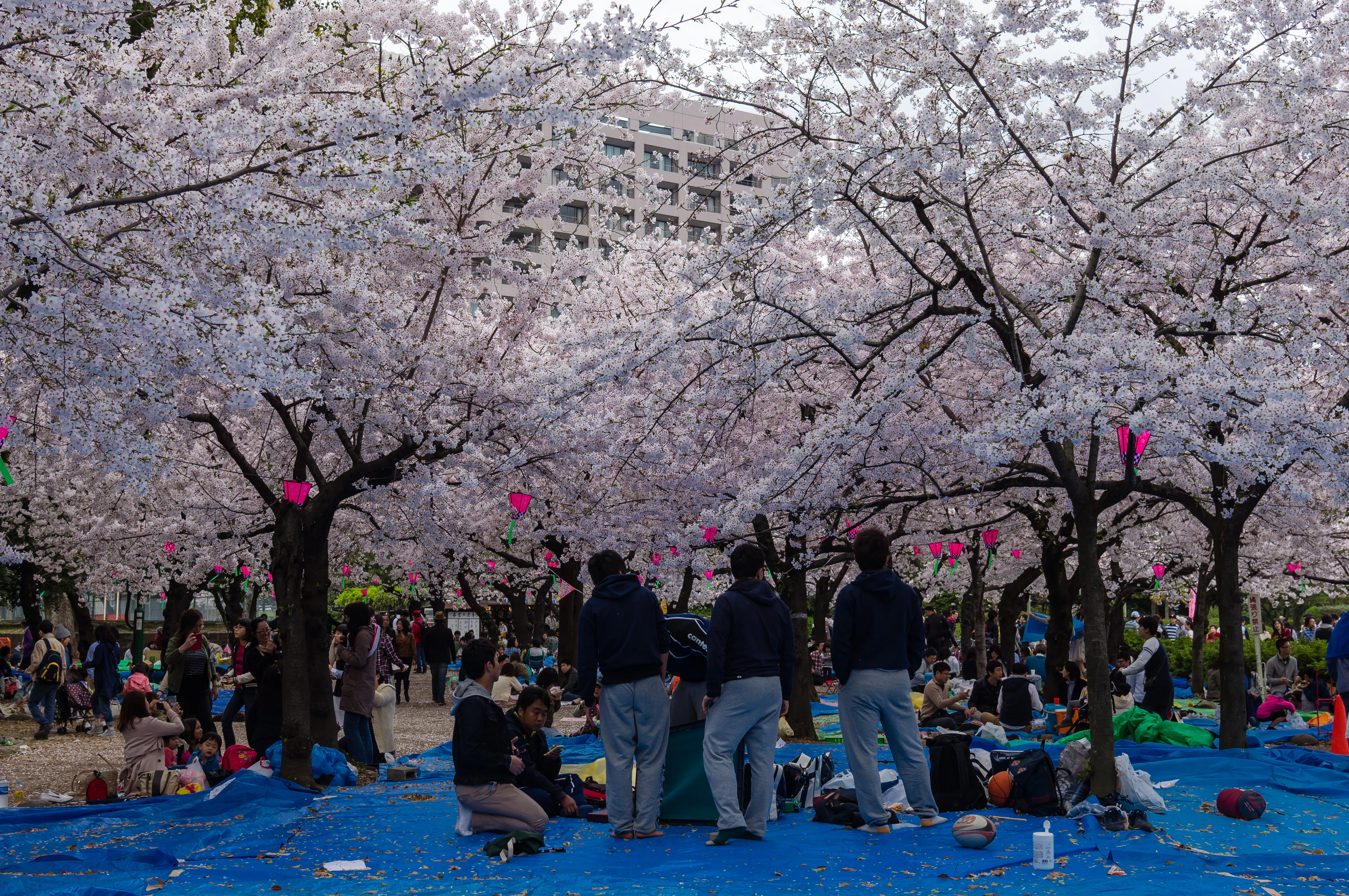 まるで雪のような桜吹雪 ── 名古屋の公園を巡る写真旅（名古屋）｜Sakak