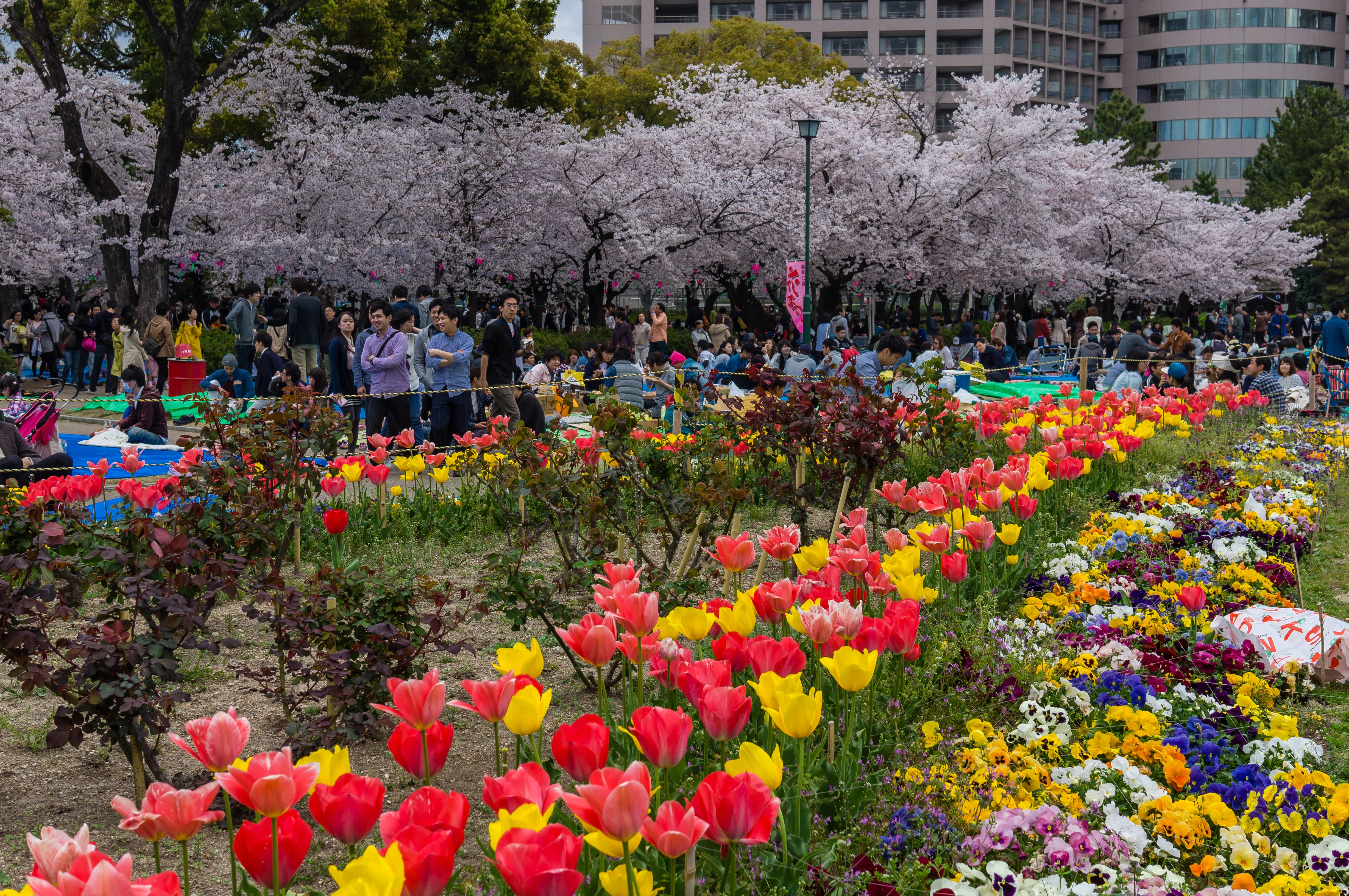 まるで雪のような桜吹雪 ── 名古屋の公園を巡る写真旅（名古屋）｜Sakak