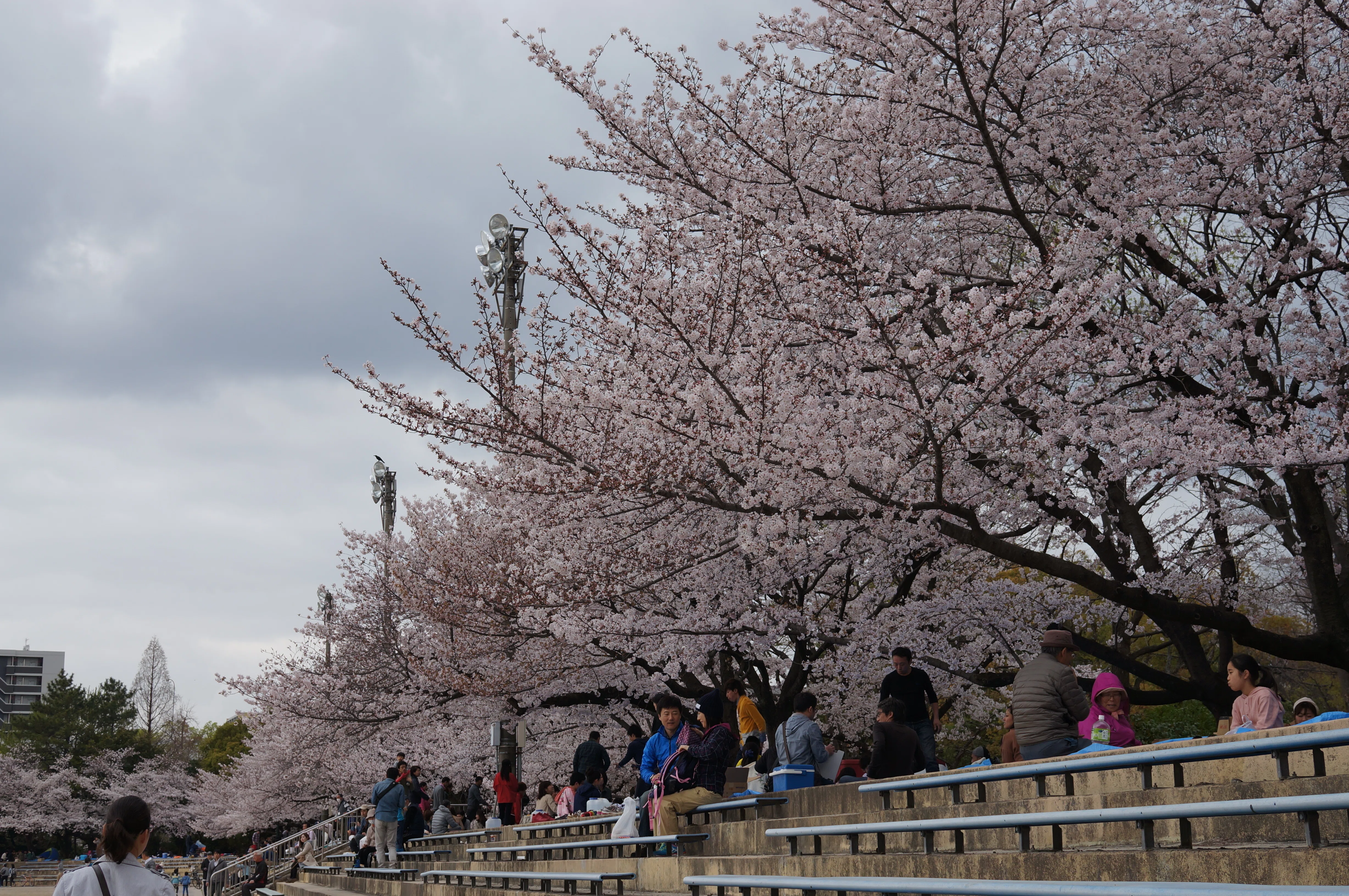 まるで雪のような桜吹雪 ── 名古屋の公園を巡る写真旅（名古屋）｜Sakak
