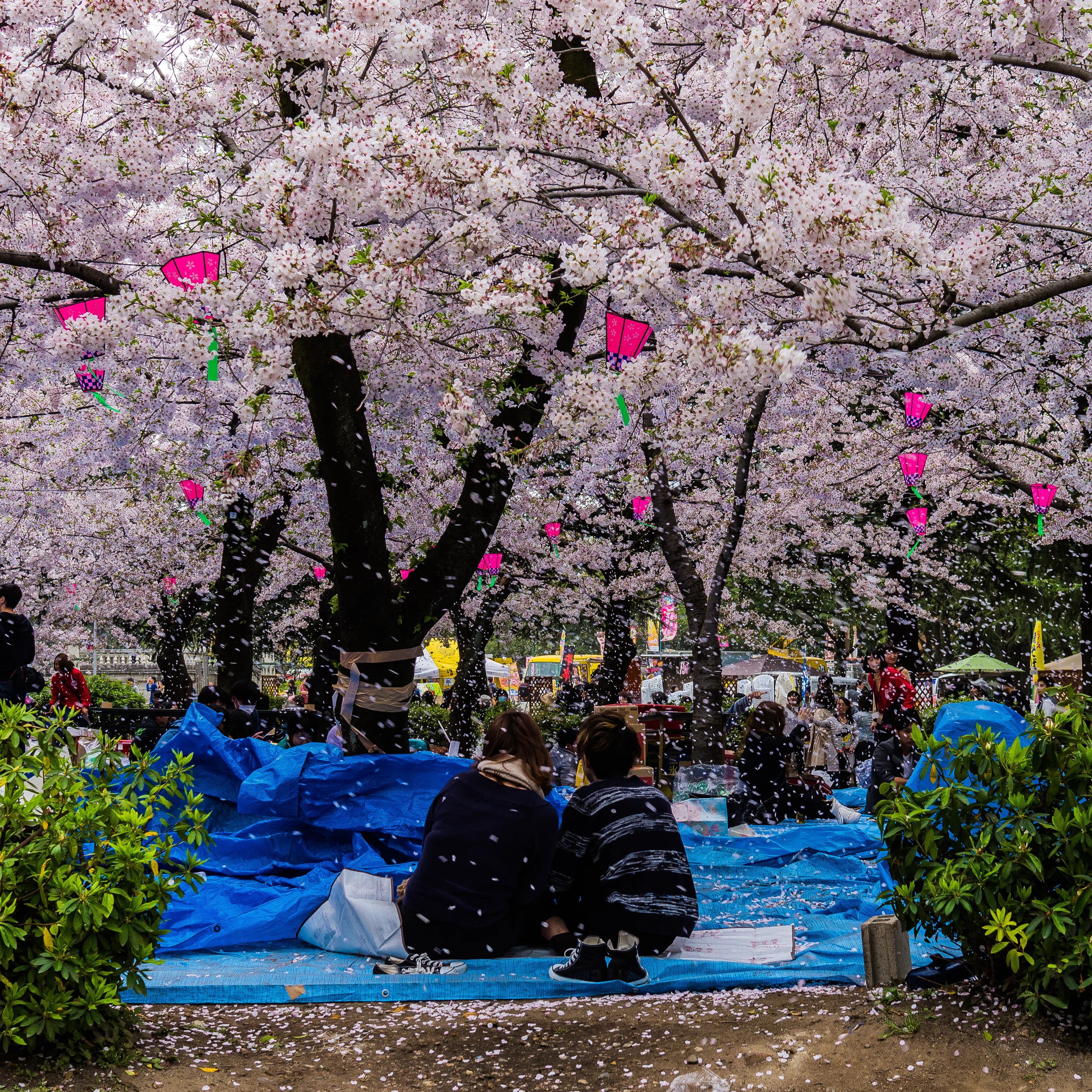 まるで雪のような桜吹雪 ── 名古屋の公園を巡る写真旅（名古屋）｜Sakak