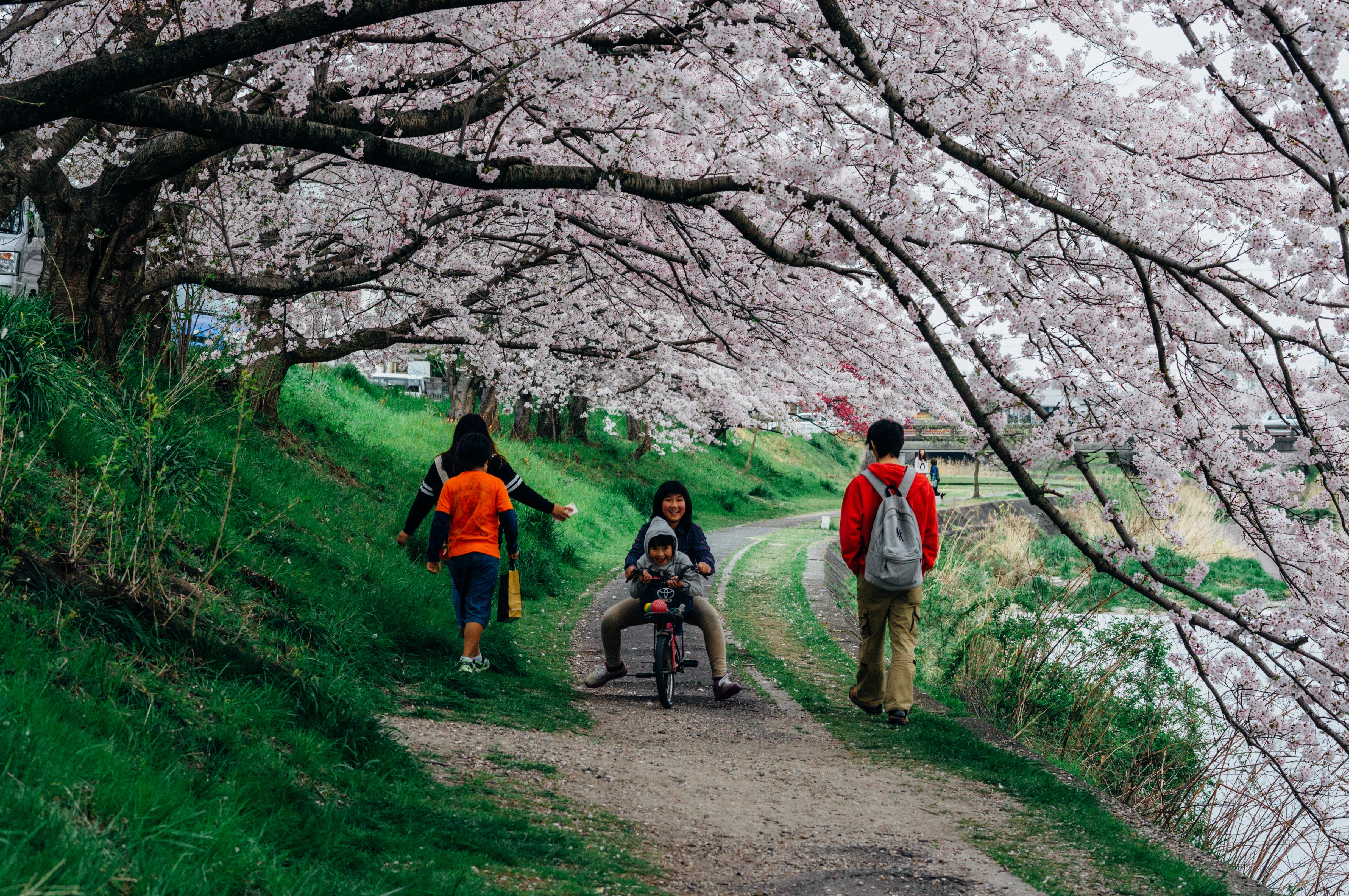 まるで雪のような桜吹雪 ── 名古屋の公園を巡る写真旅（名古屋）｜Sakak