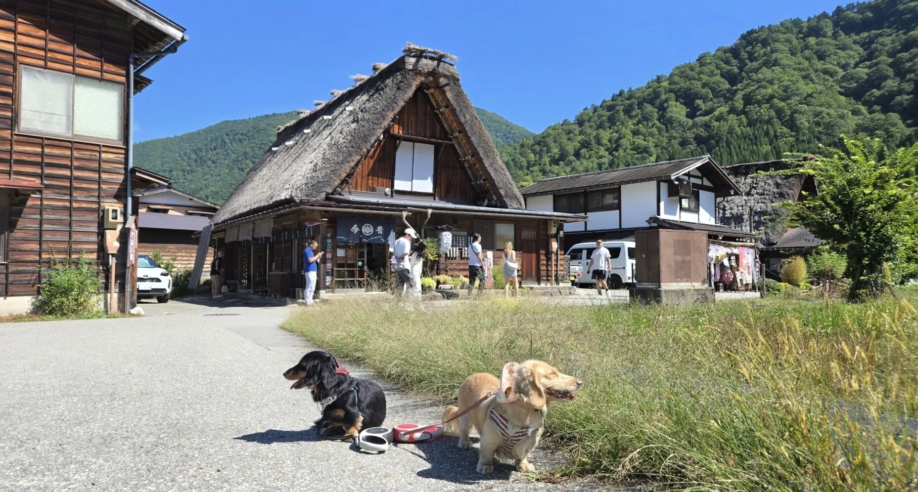 ミニチュアダックス入郷！世界遺産『白川郷』②｜ふじむらなつき