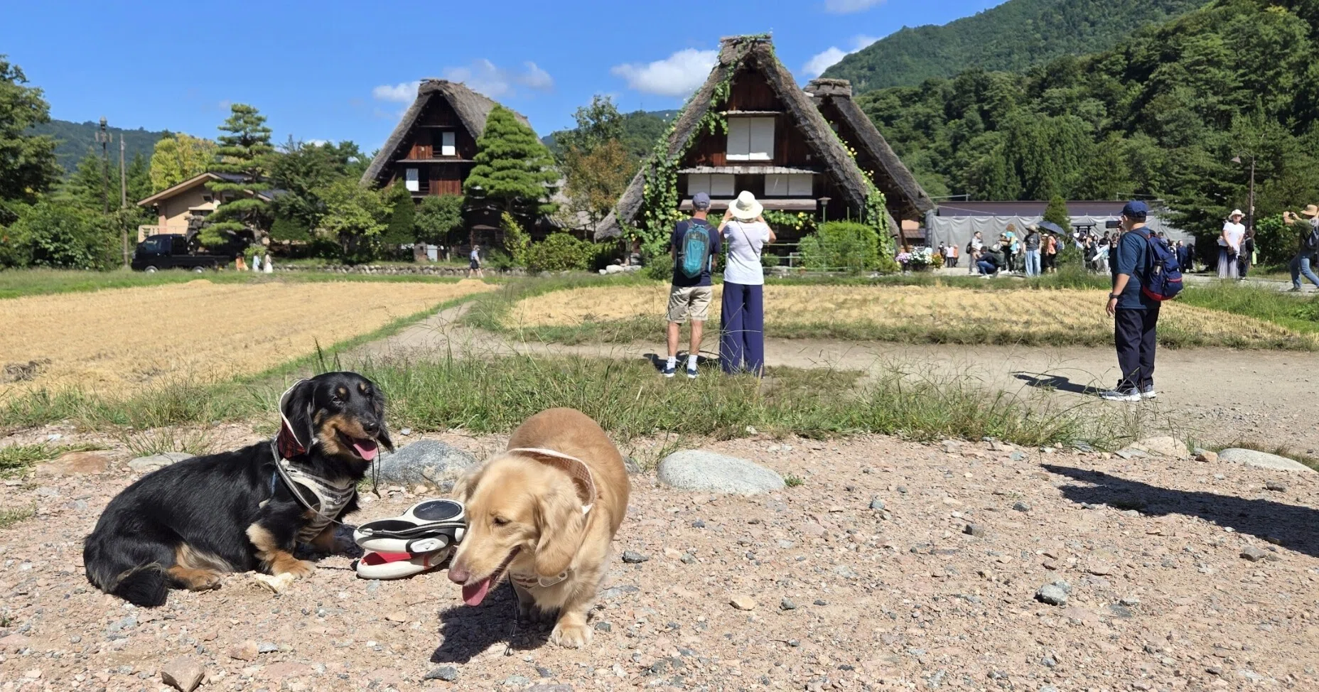 ミニチュアダックス入郷！世界遺産『白川郷』②｜ふじむらなつき